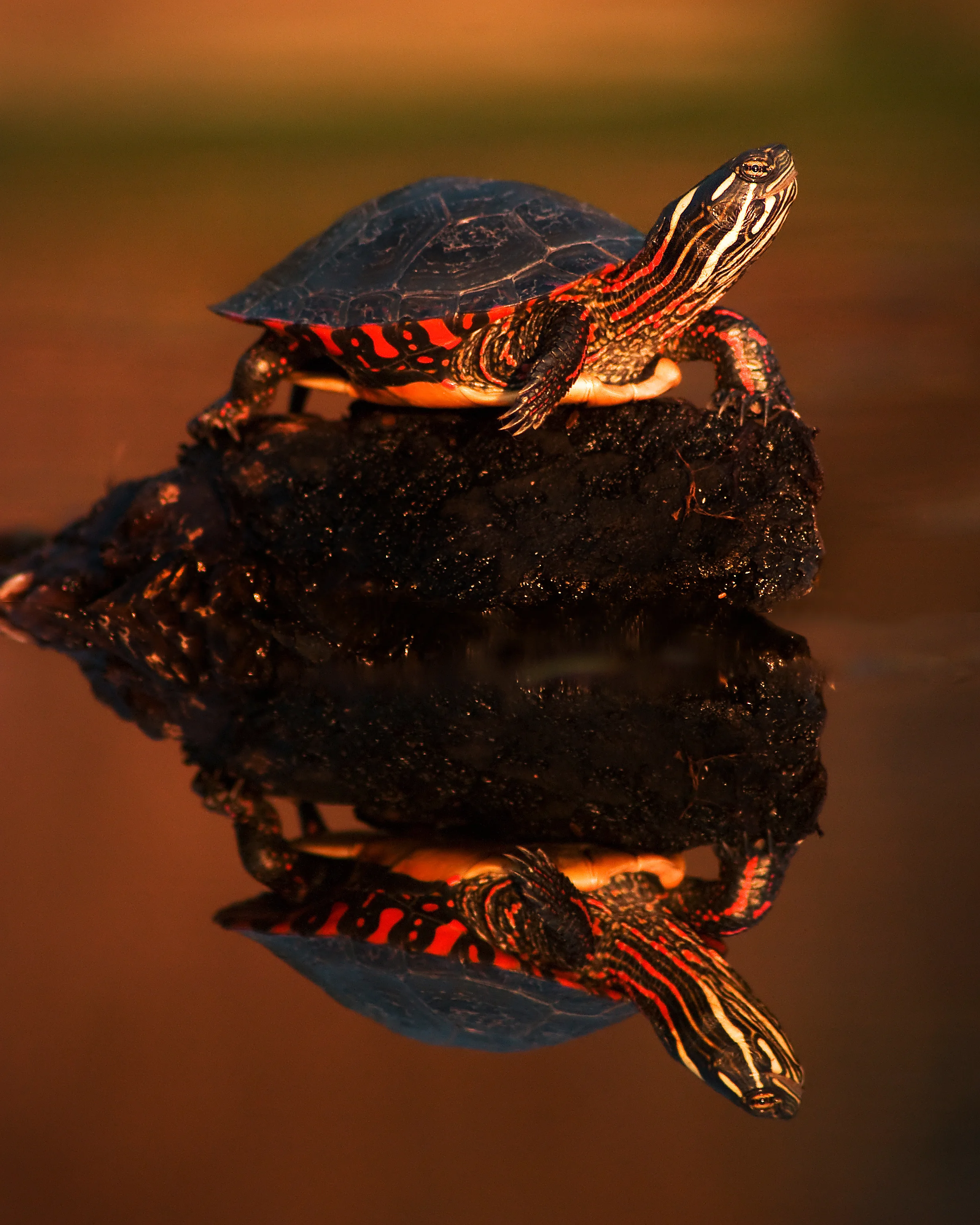 Painted Turtle Reflection- SS.jpg