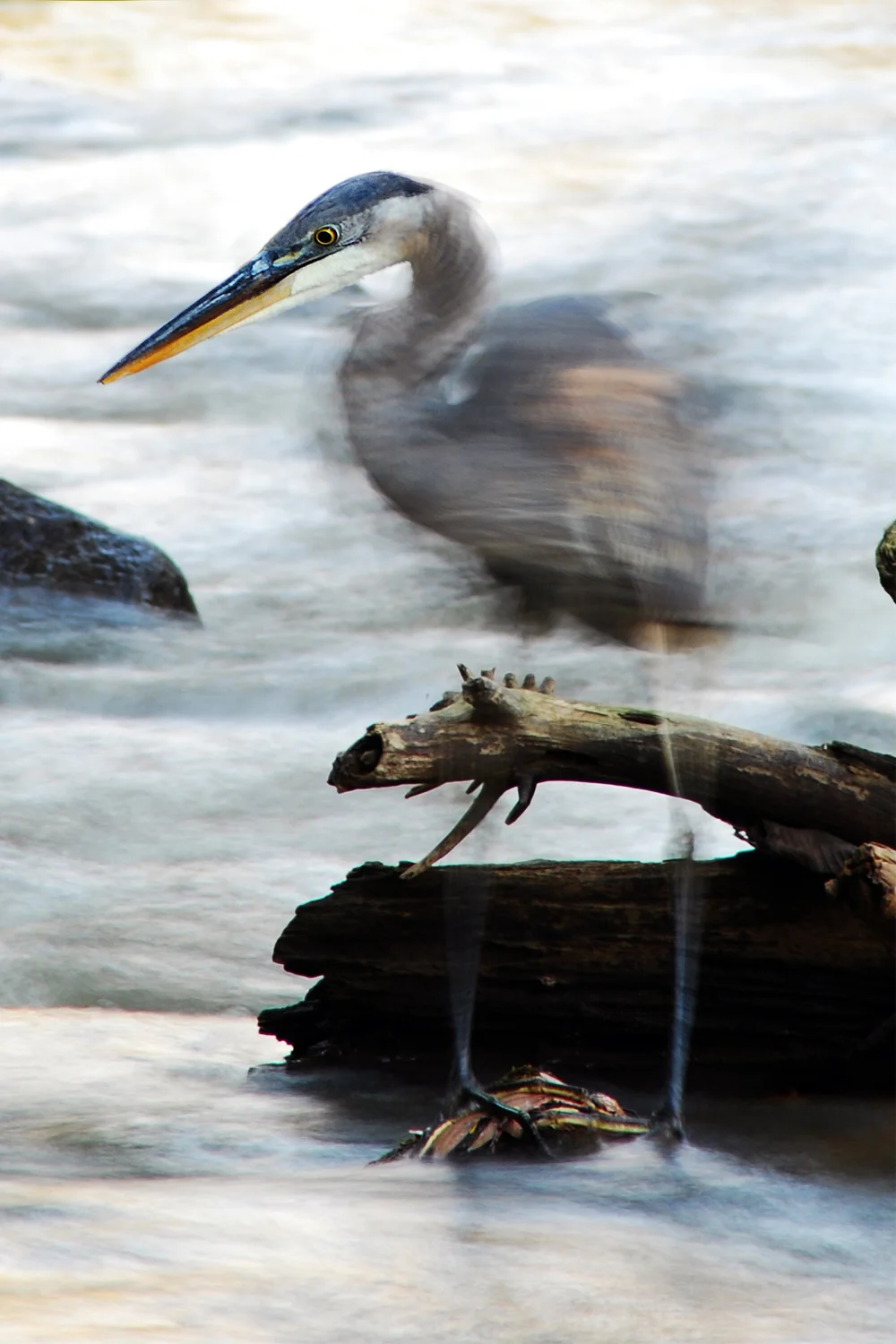 Heron Hunting.jpg