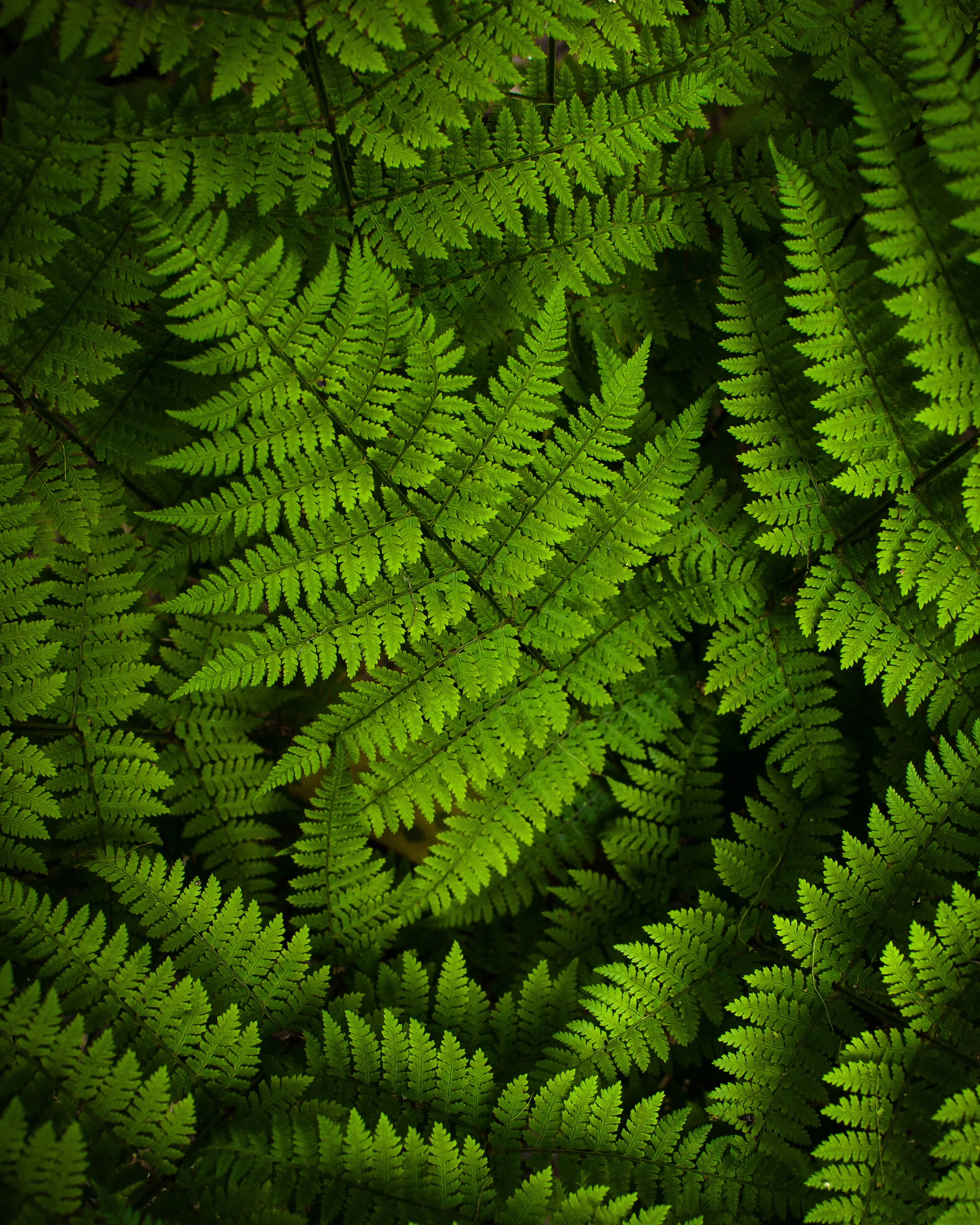 Fern 8x10-0208.jpg
