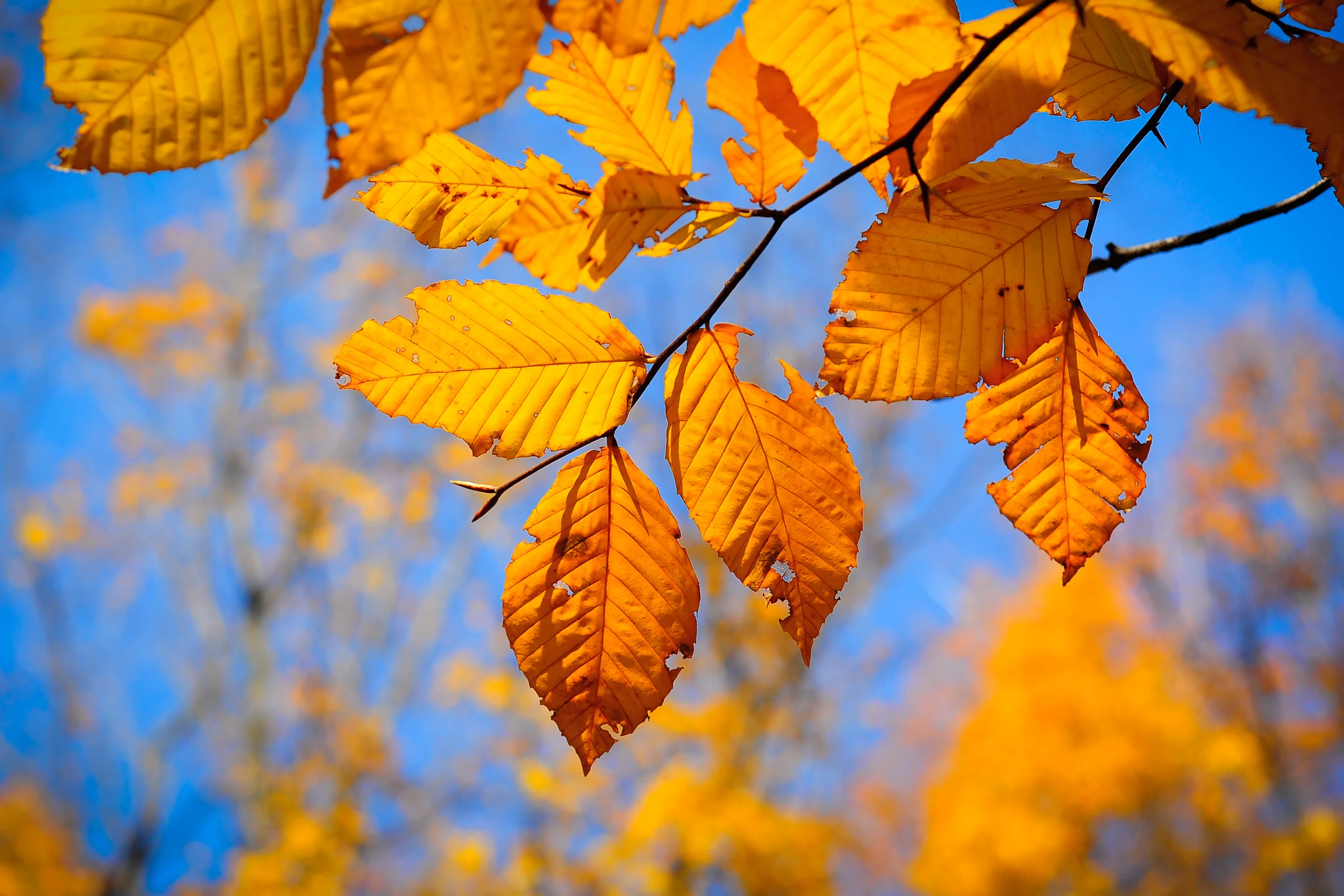 Beech Leaves-.jpg