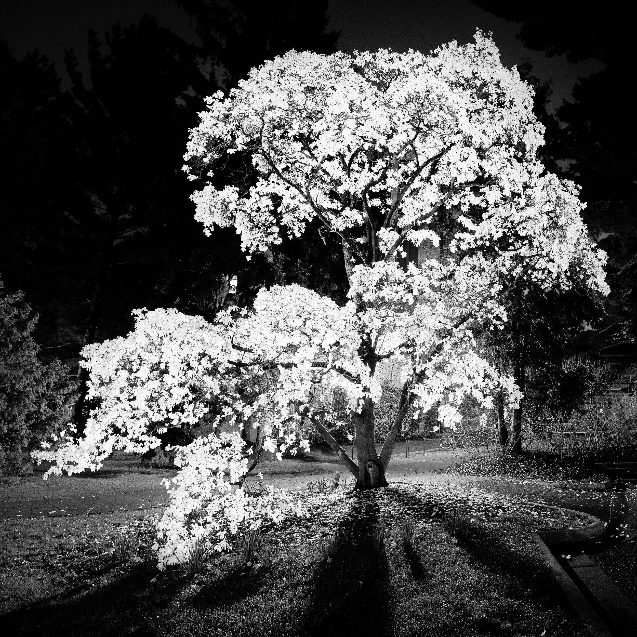 Magnolia B (Small)-.jpg