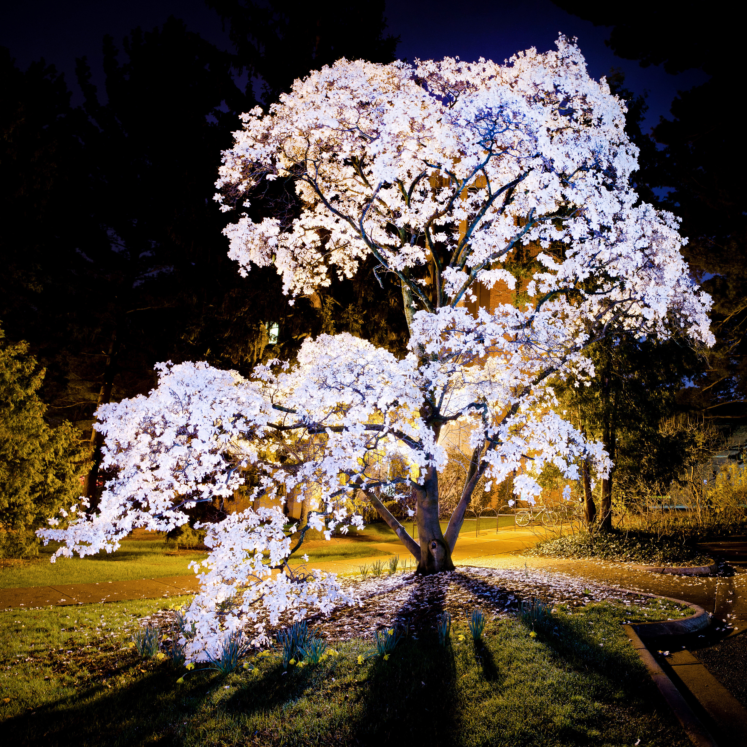 Magnolia C (Small)-.jpg
