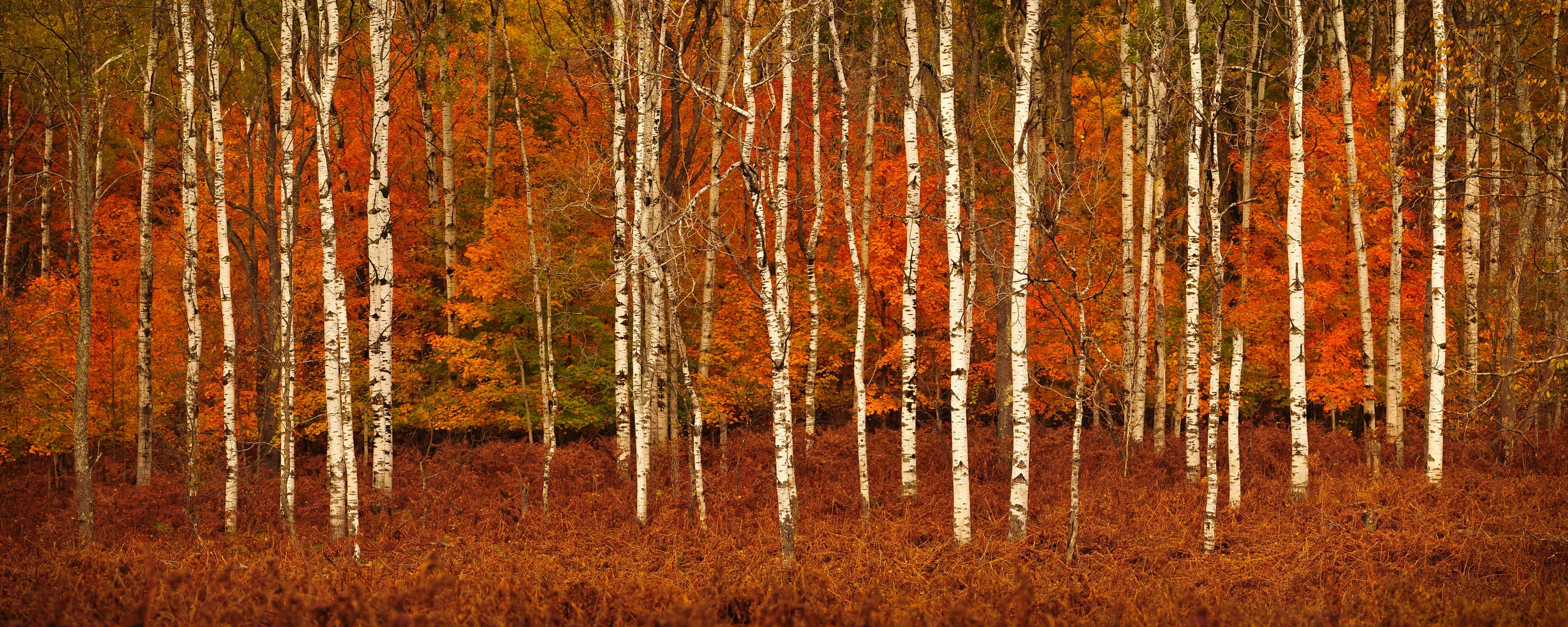 TC Fall Small-1.jpg