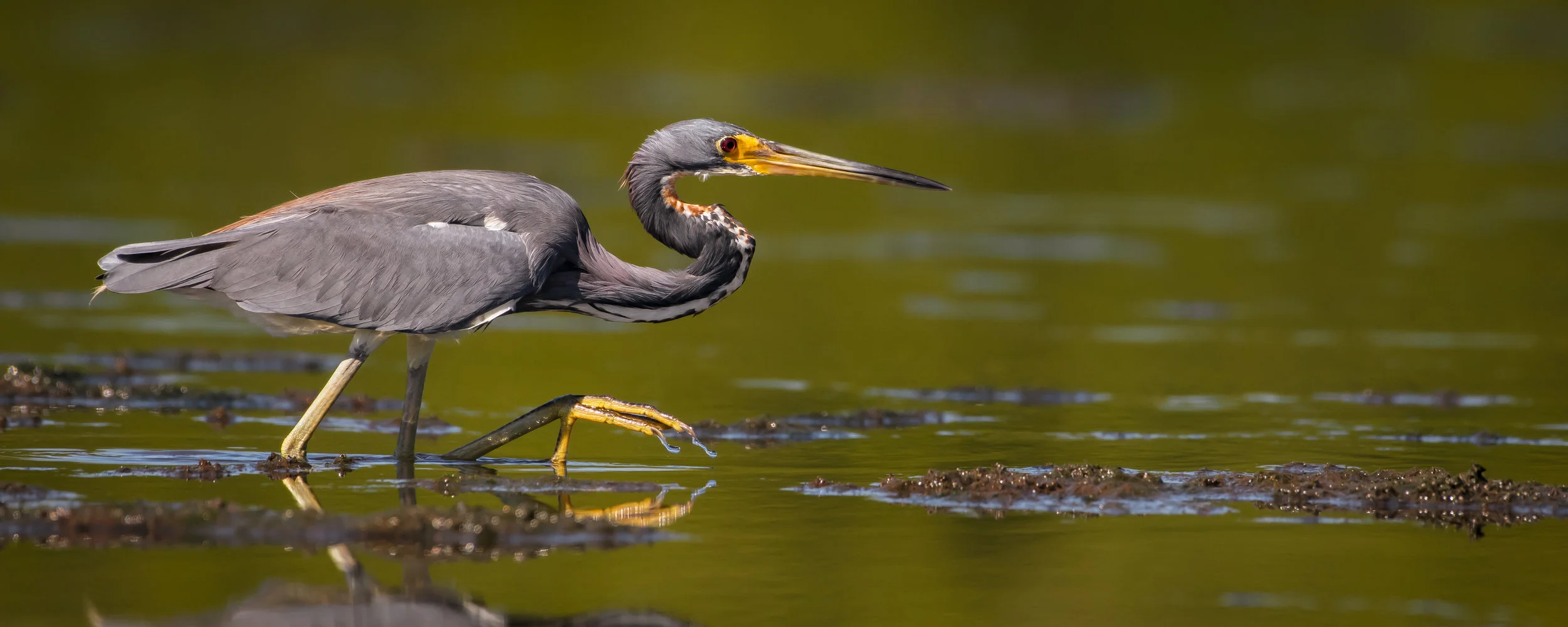 Tricolored Heron Hunting -1.jpg