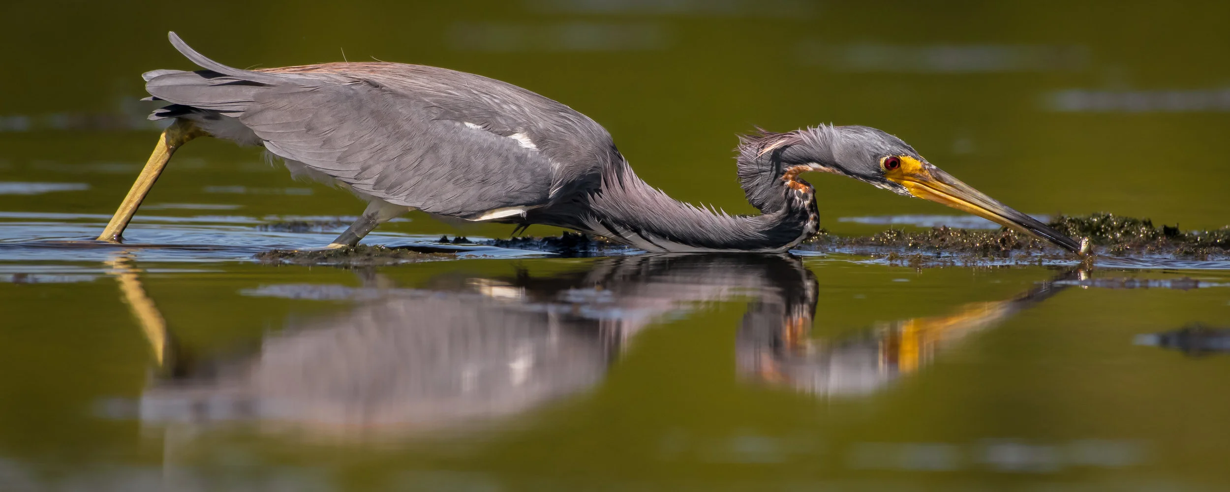 Tricolored Heron Hunting -2.jpg