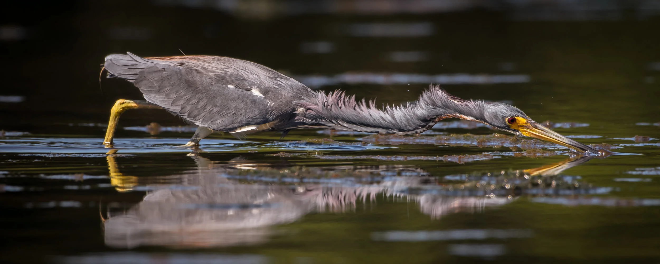 Tricolored Heron Hunting -3.jpg
