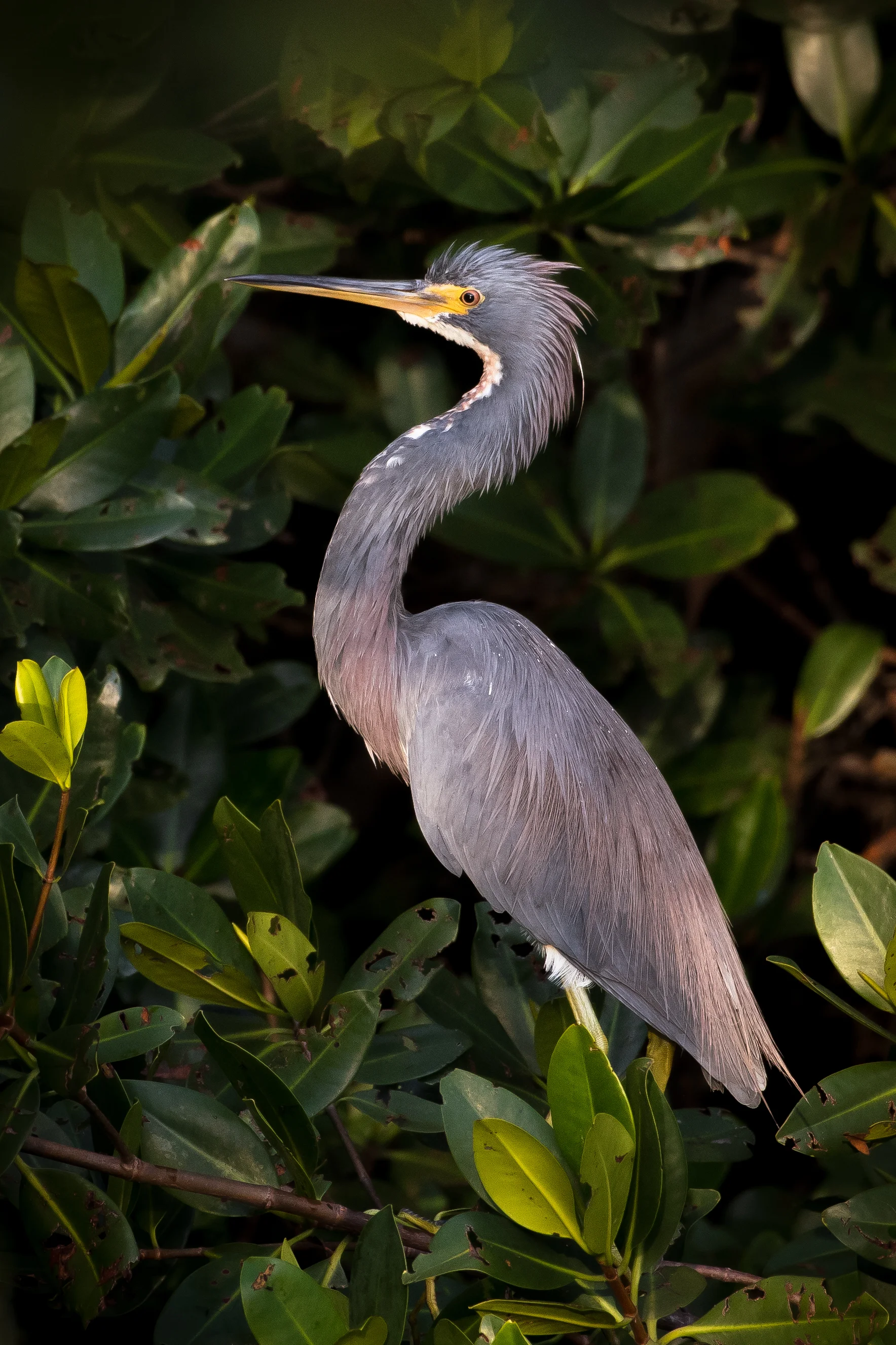 Tricolored Heron on Mangrove-1.jpg