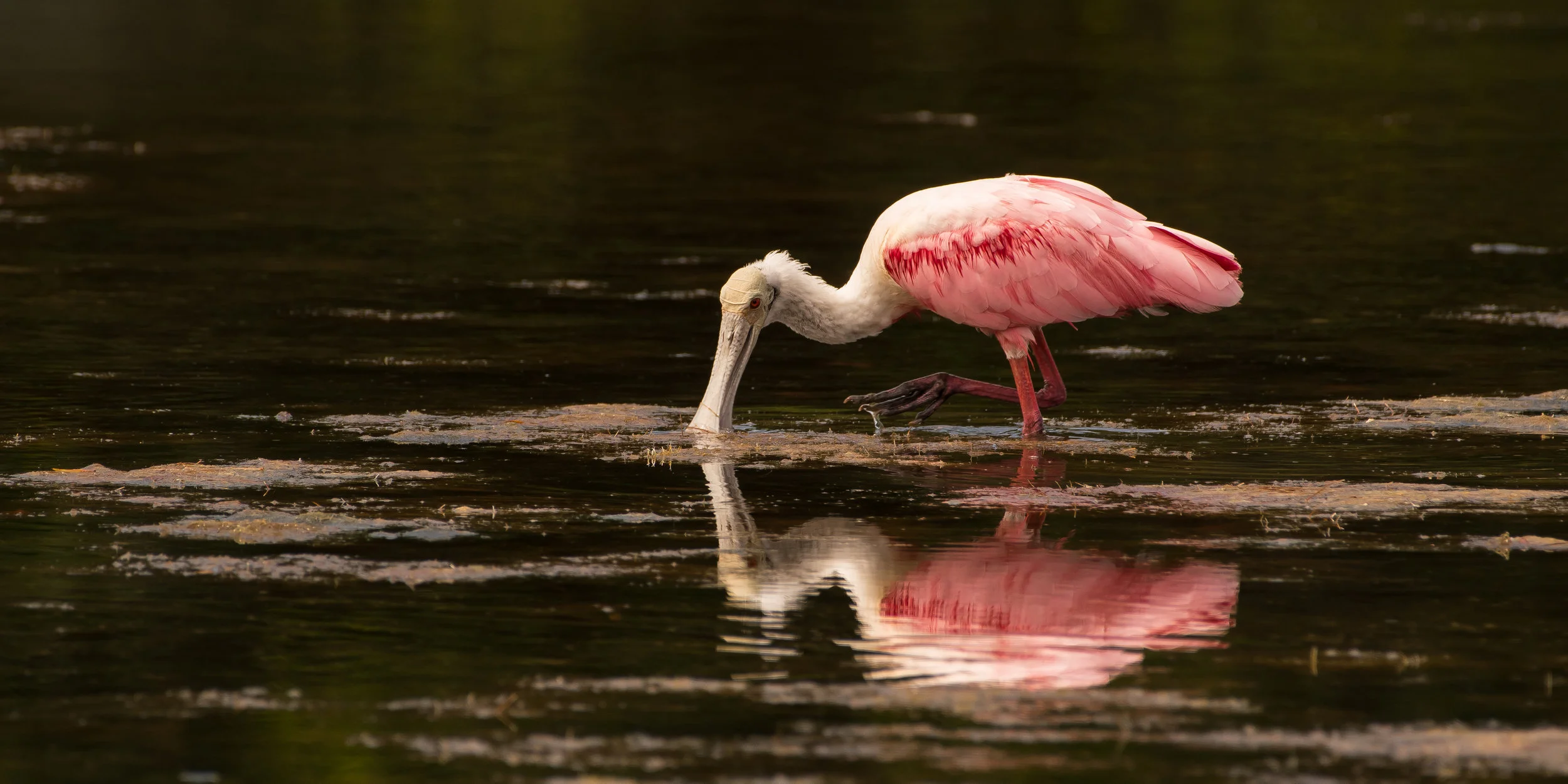 Spoonbill Eating-1.jpg