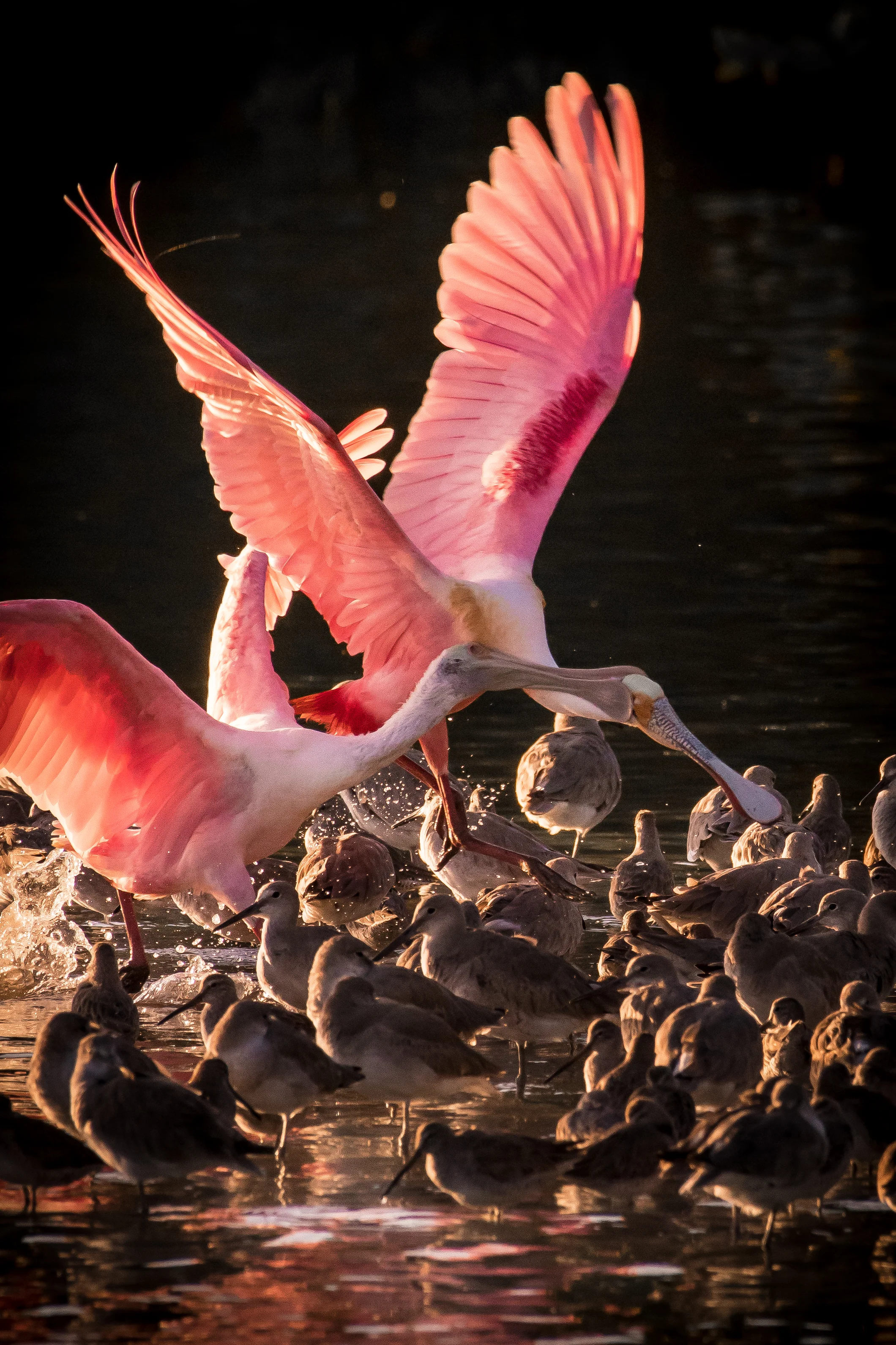 Spoonbill Fight-1.jpg
