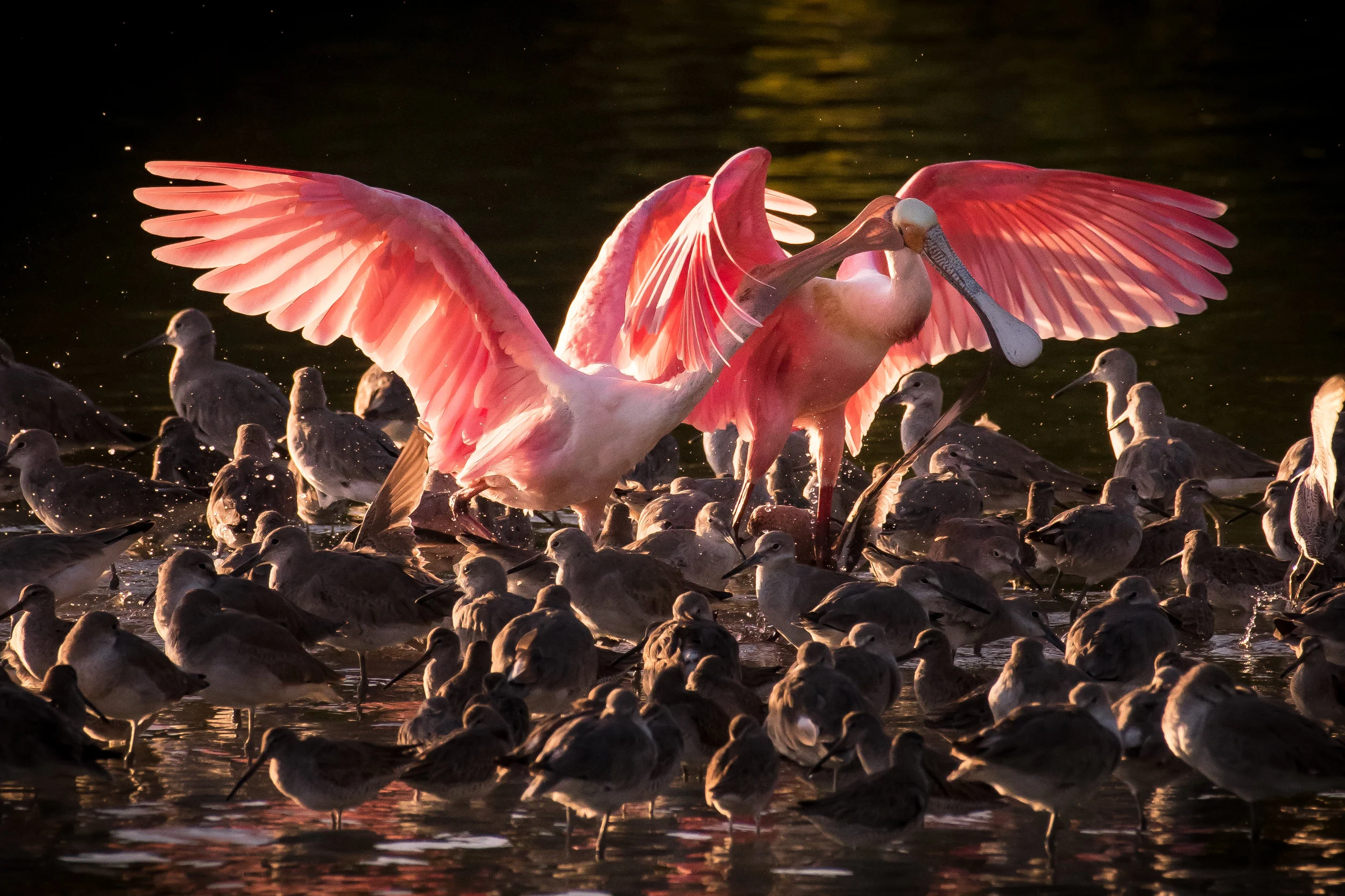 Spoonbill Fight-2.jpg