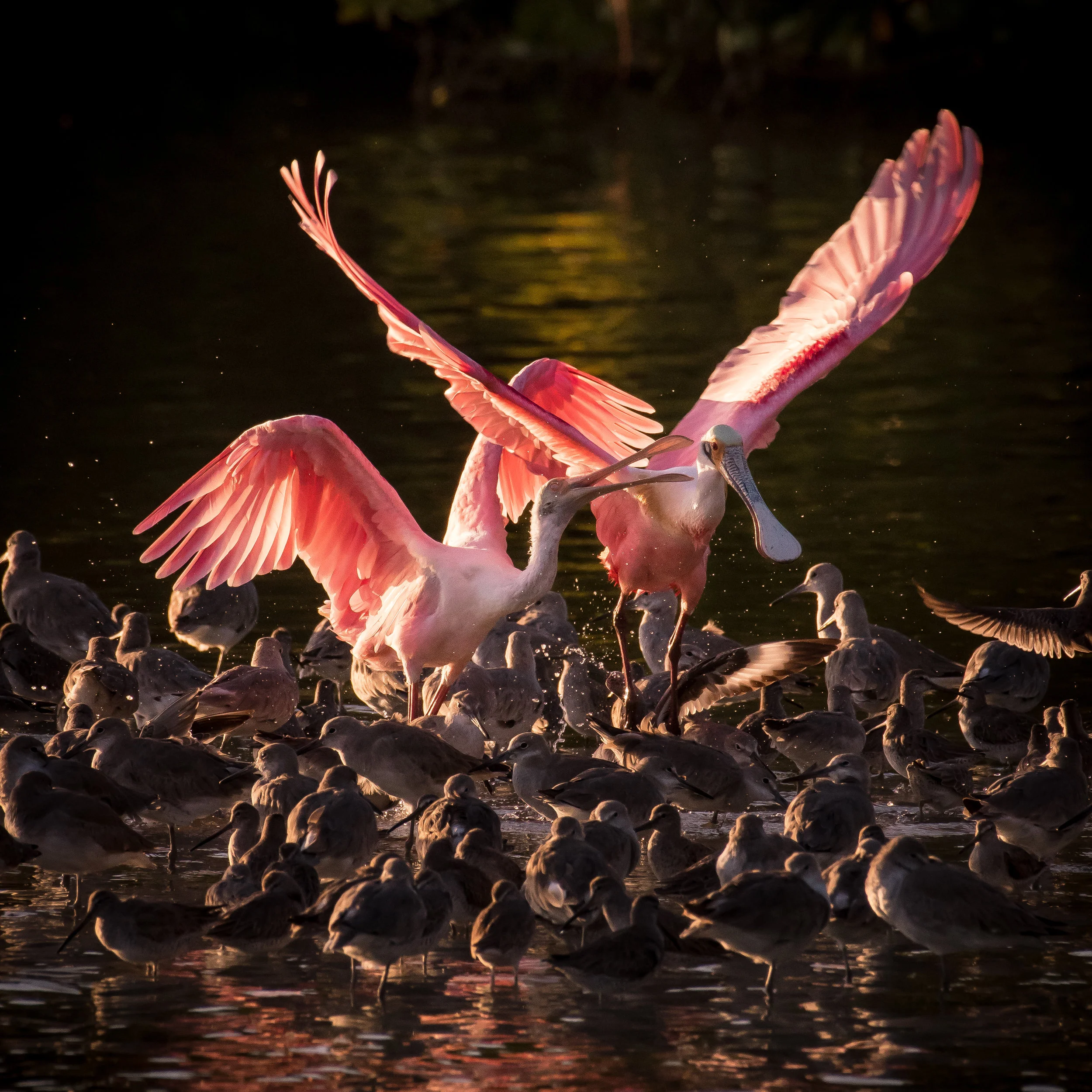 Spoonbill Fight-3.jpg