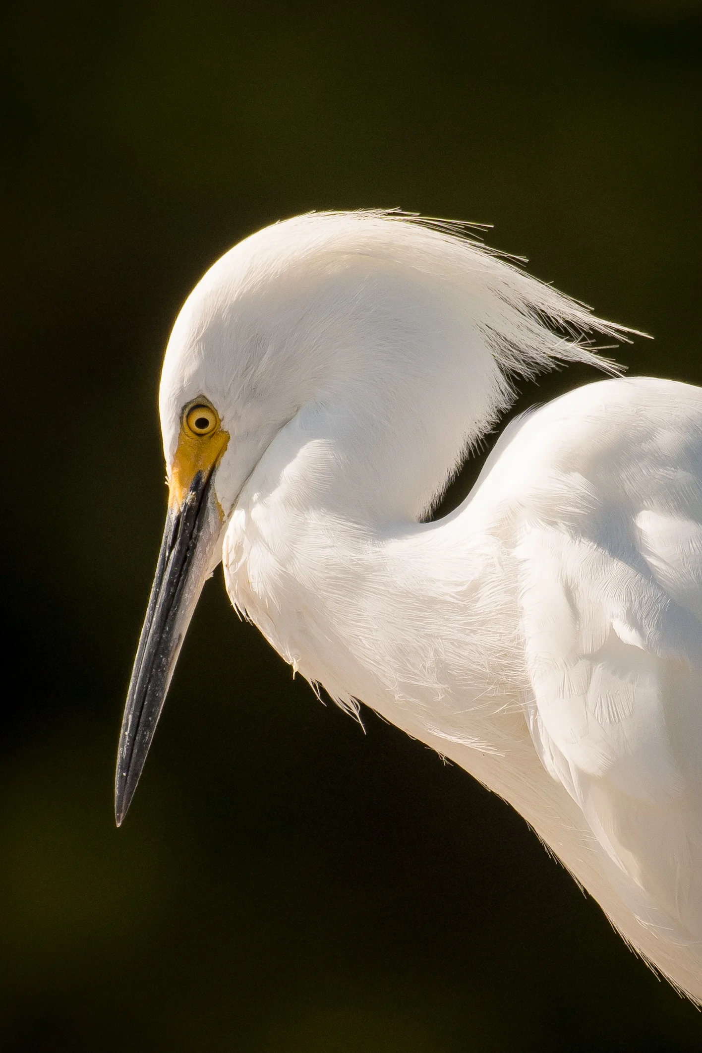 Snowy Egret Portrait-1.jpg