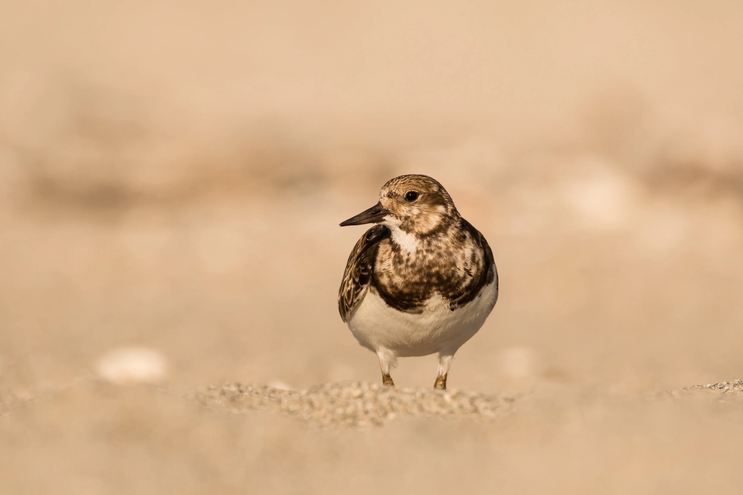 Ruddy Turnstone Portrait-1.jpg