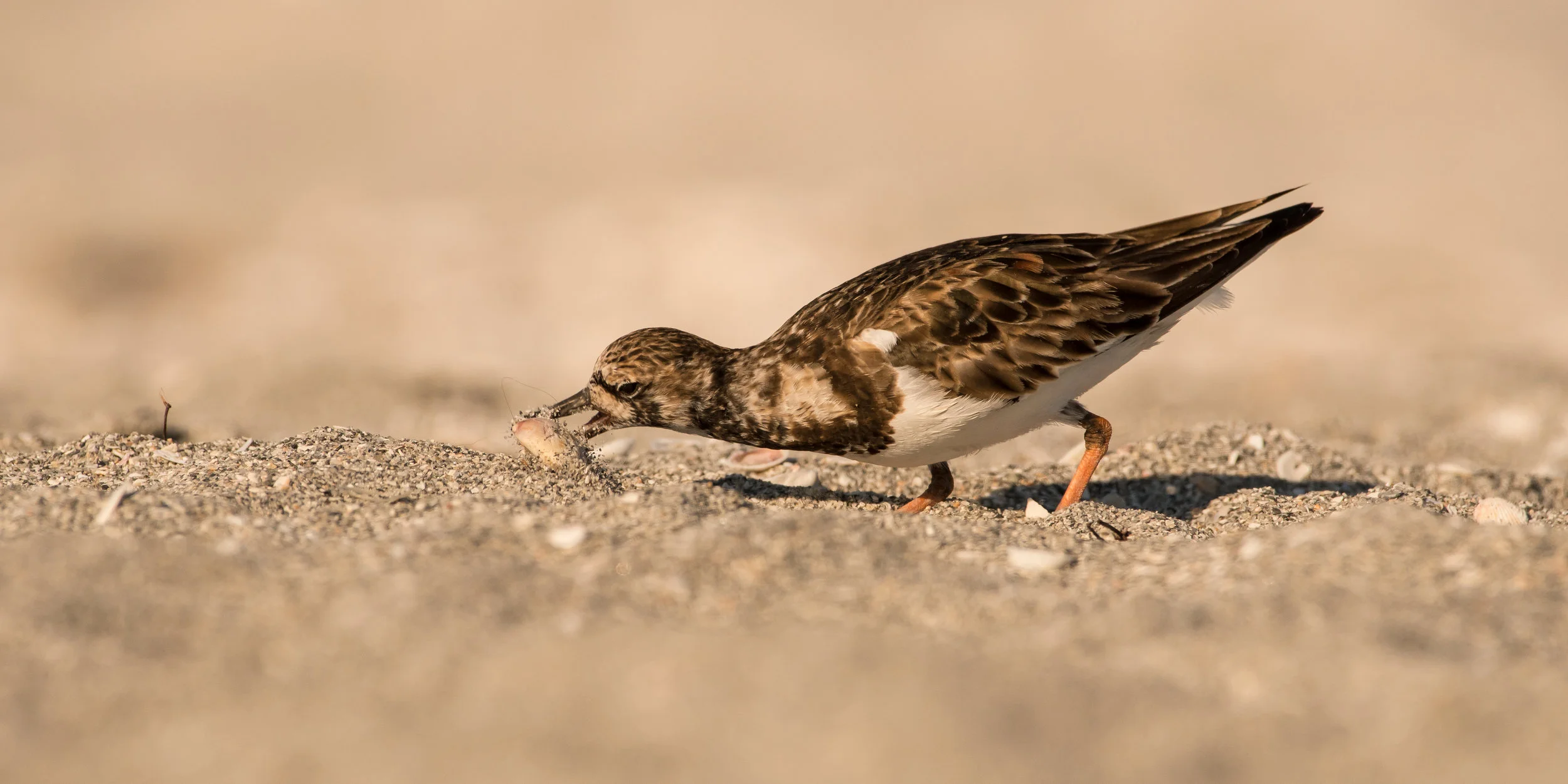 Ruddy Turnstone Hunting-1.jpg