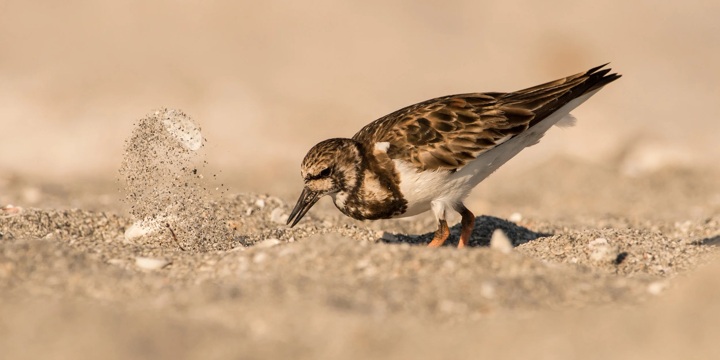 Ruddy Turnstone Hunting-2.jpg