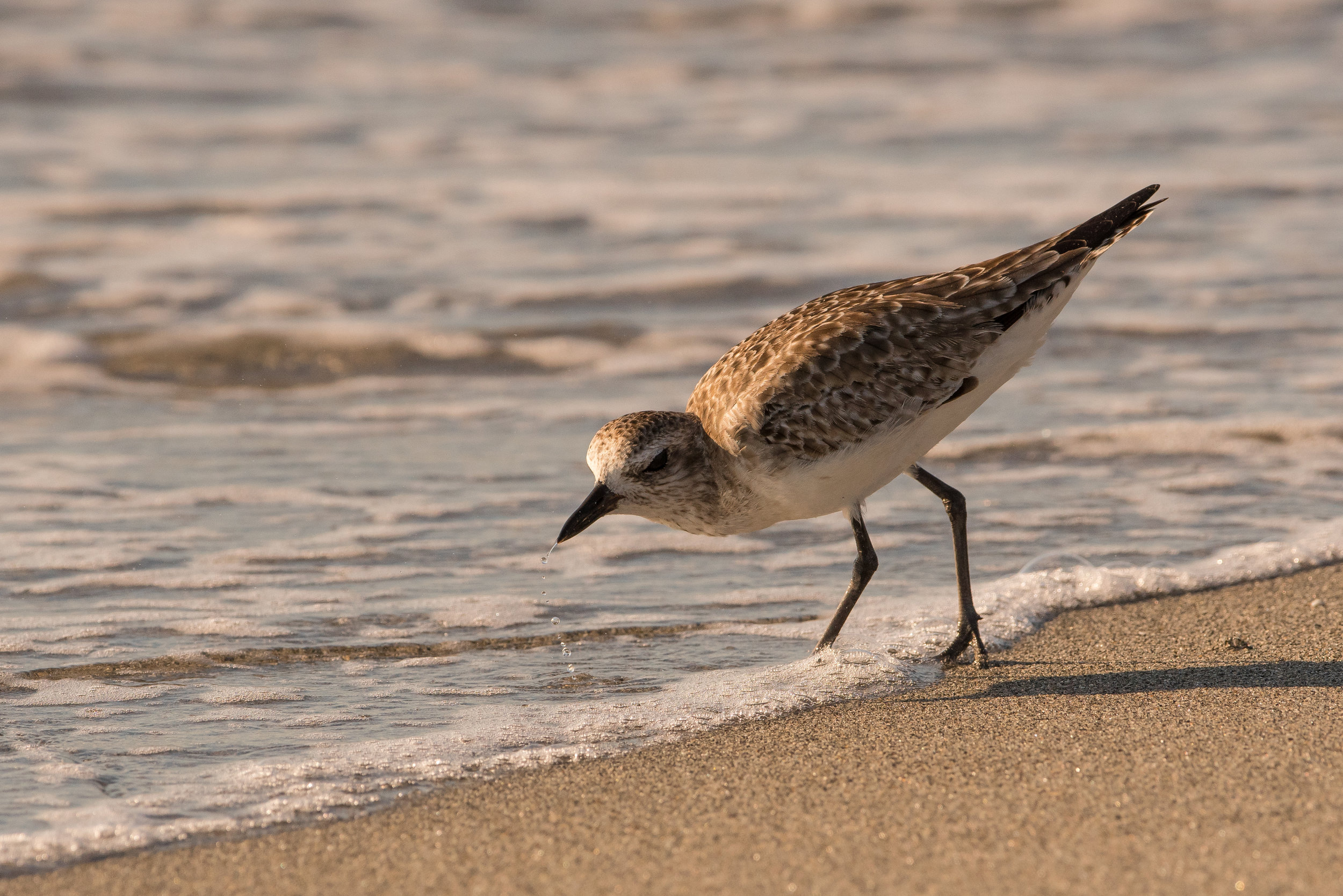 Plover Hunting-2.jpg