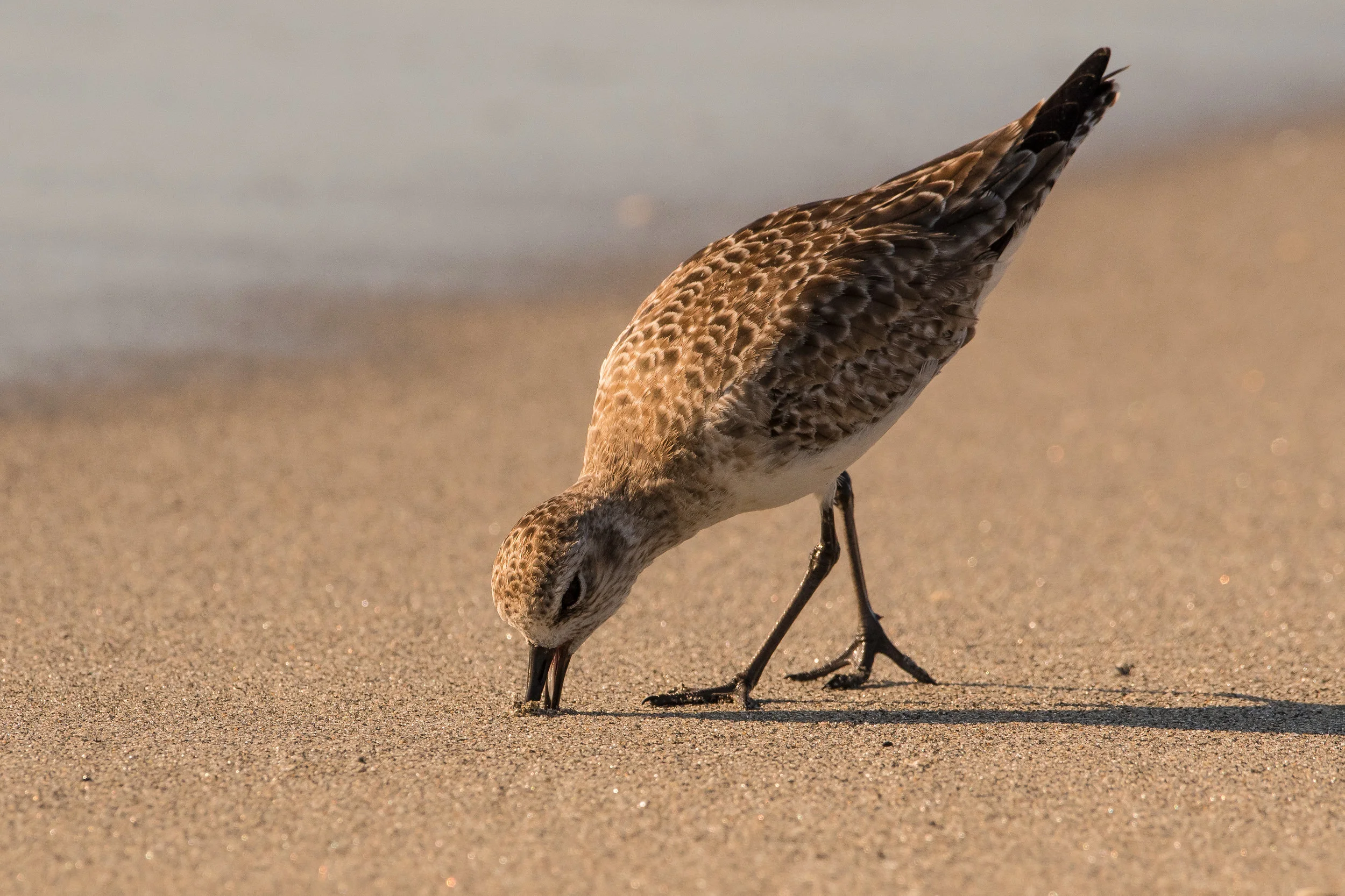 Plover Hunting-1.jpg
