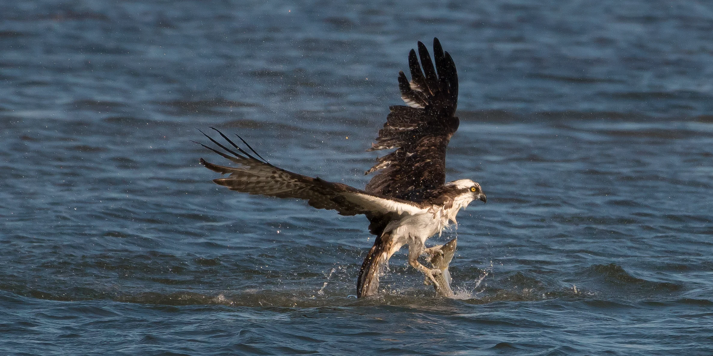 Osprey with Sea Trout-1.jpg