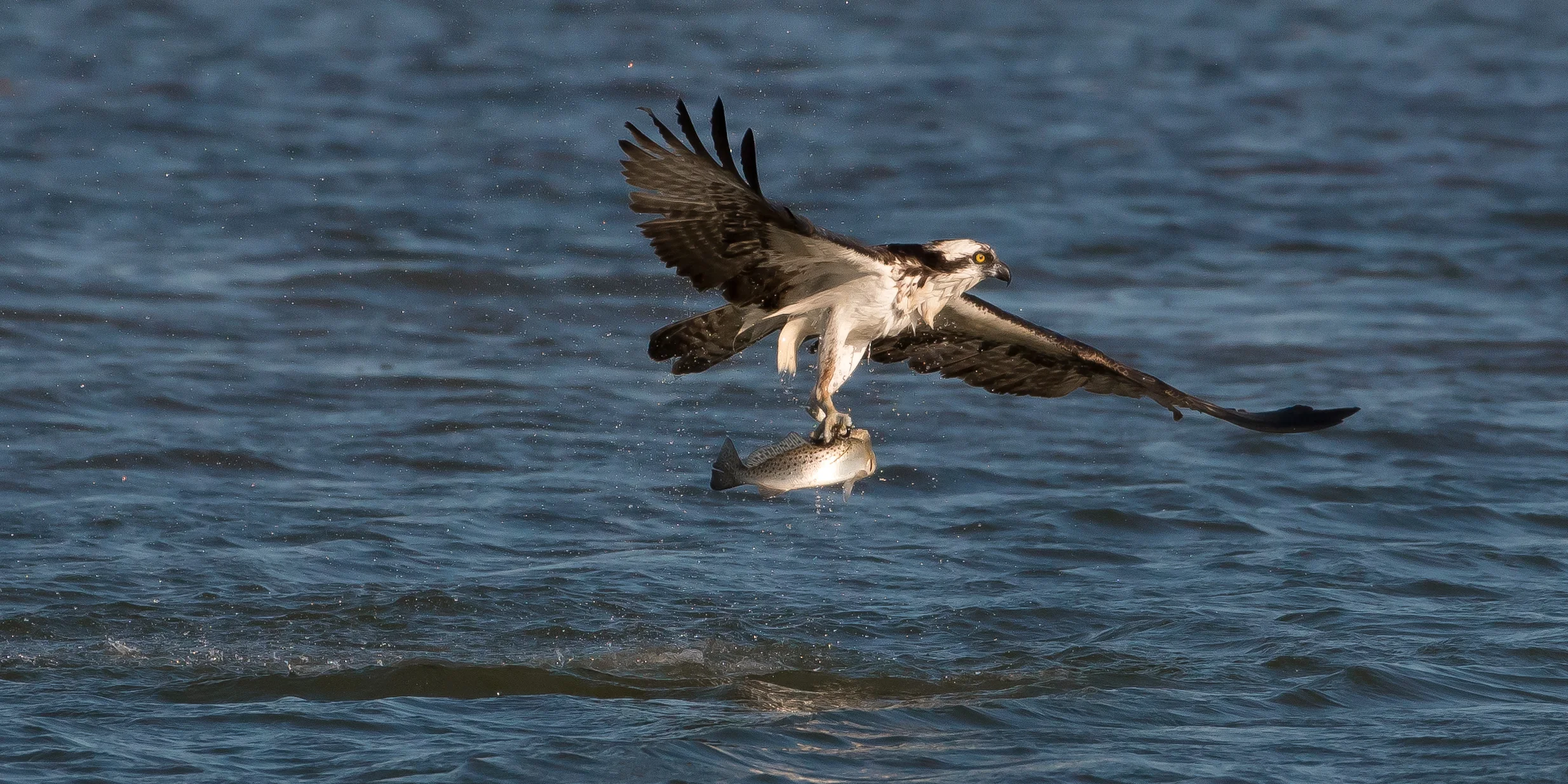 Osprey with Sea Trout-2.jpg