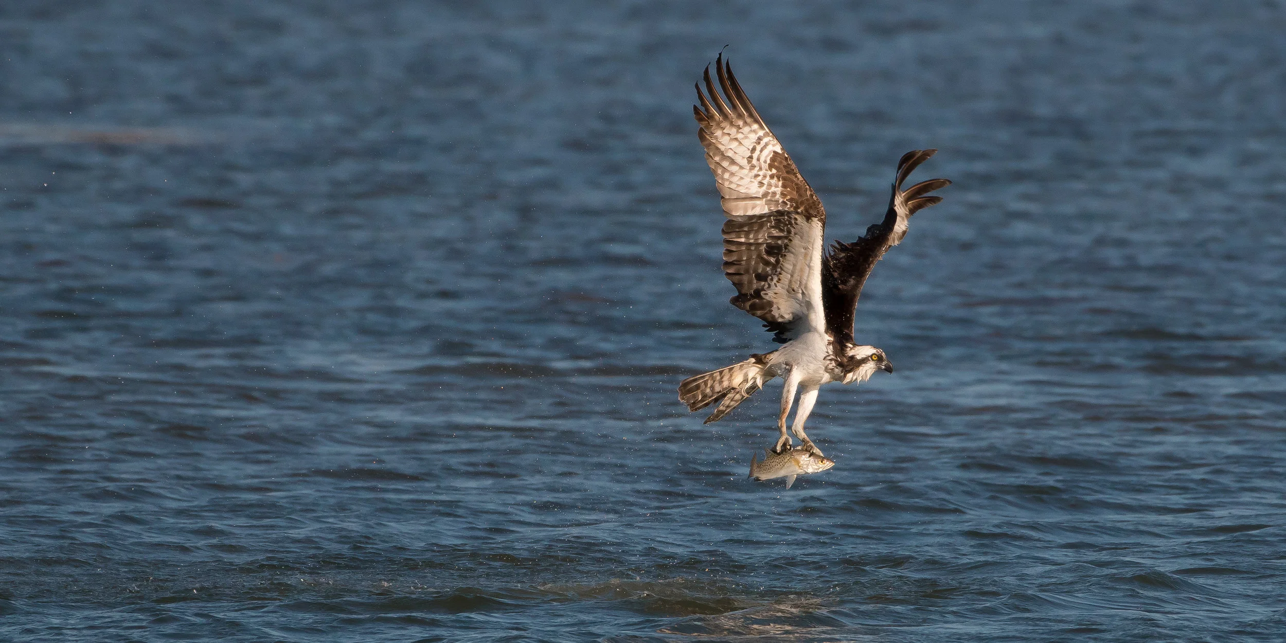 Osprey with Sea Trout-3.jpg