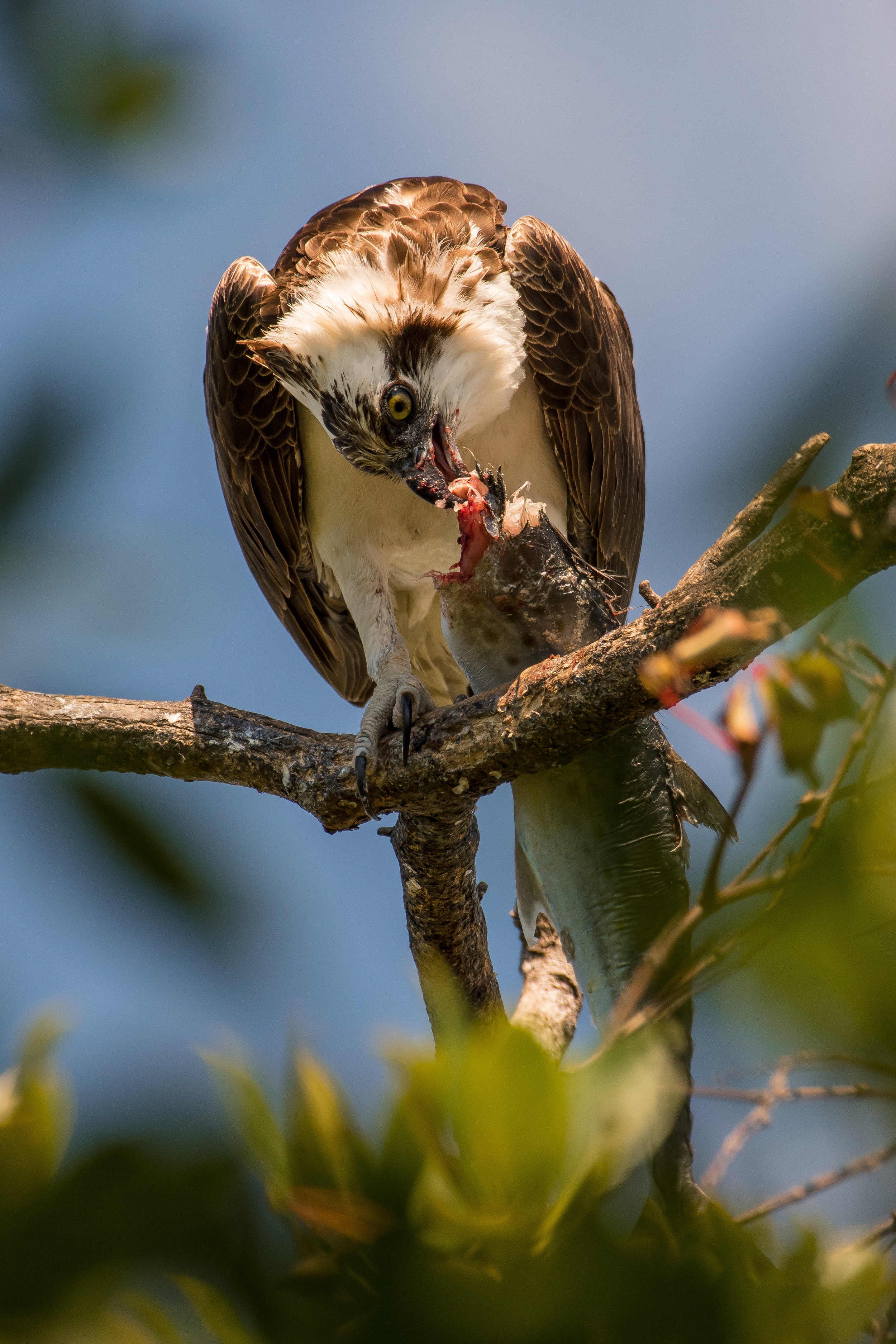 Osprey Eating Fish-1.jpg