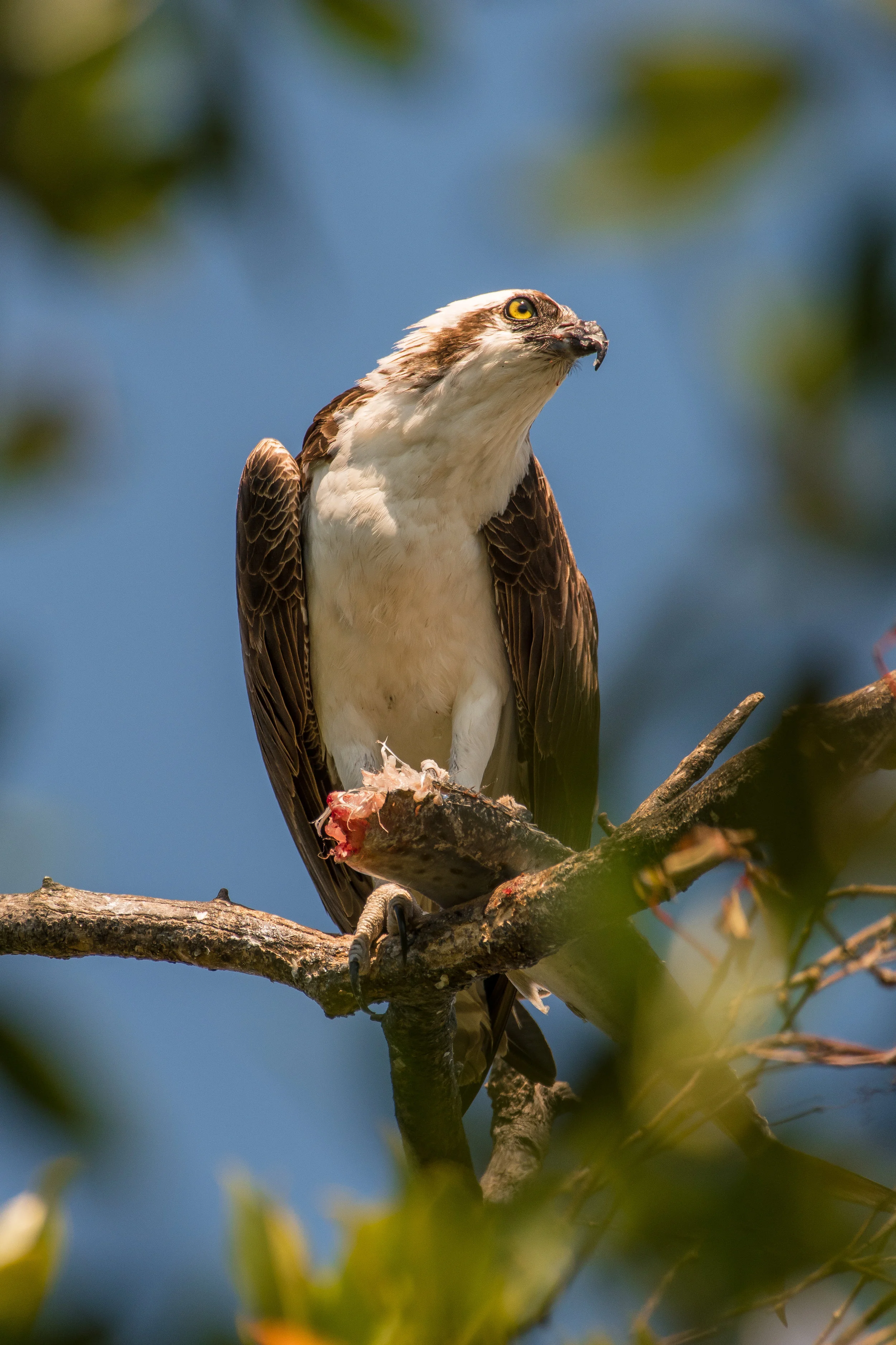 Osprey Eating Fish -2.jpg