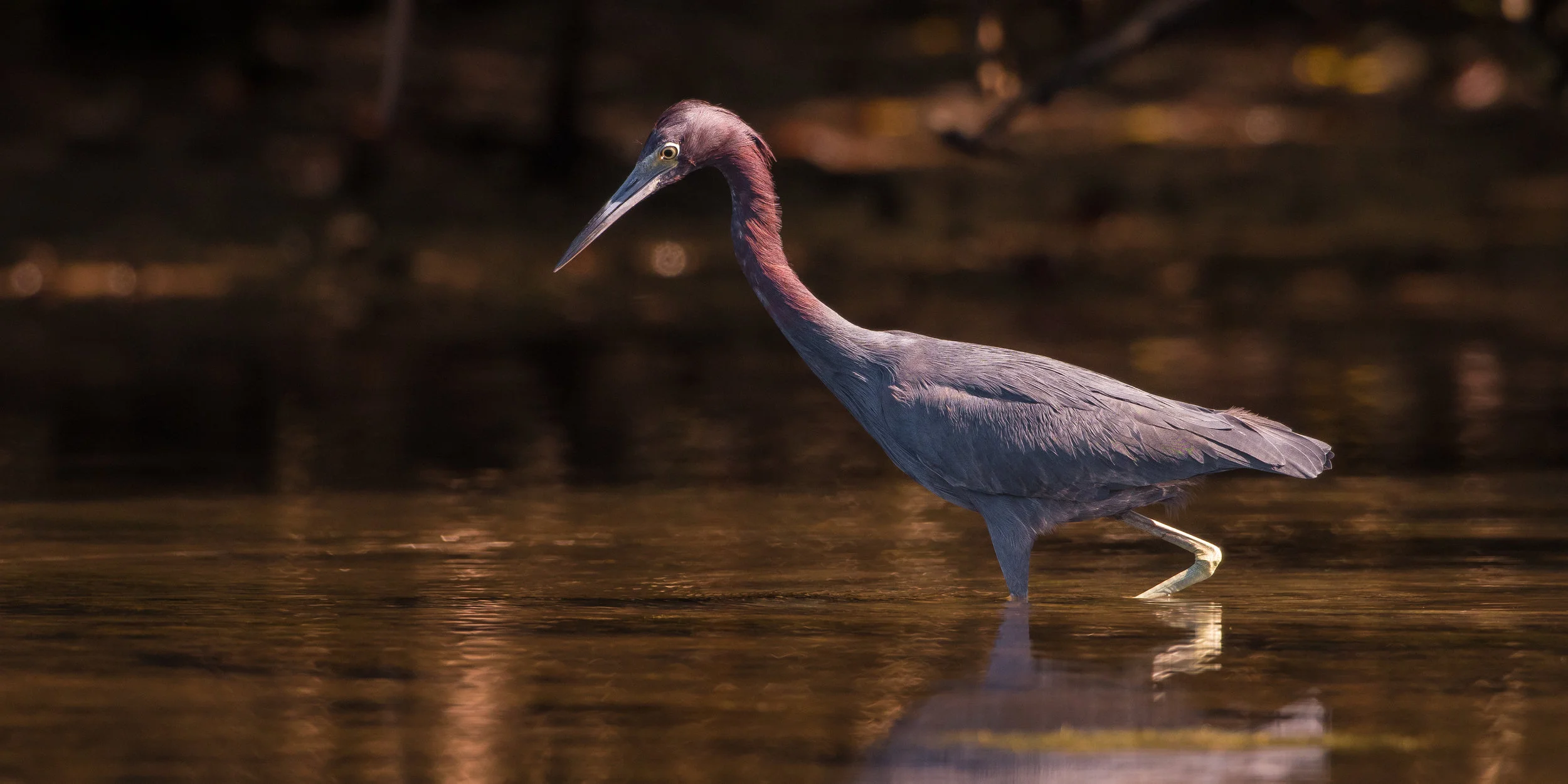 Little Blue Heron Hunting-1.jpg