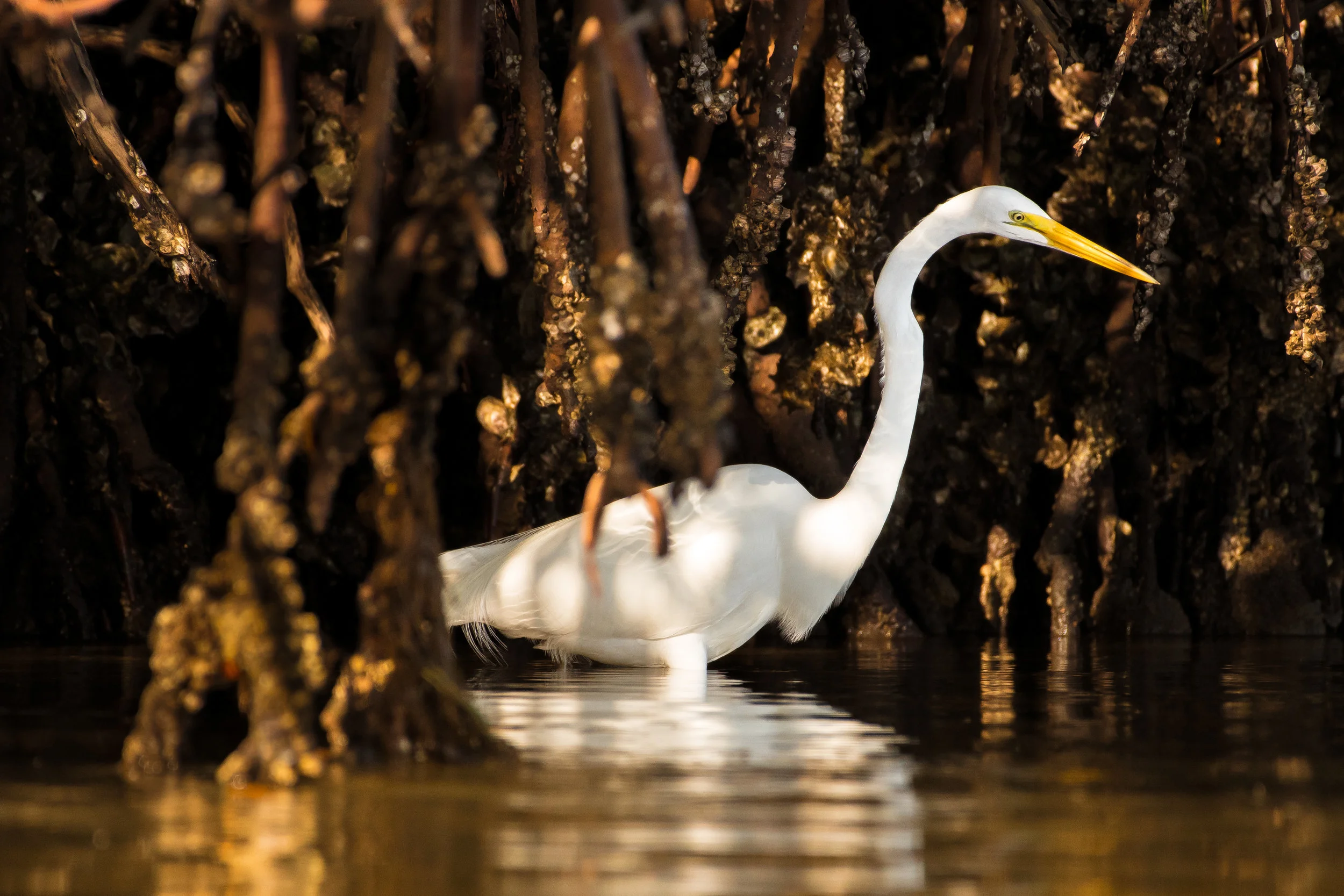 Great Egret in Mangroves-1.jpg