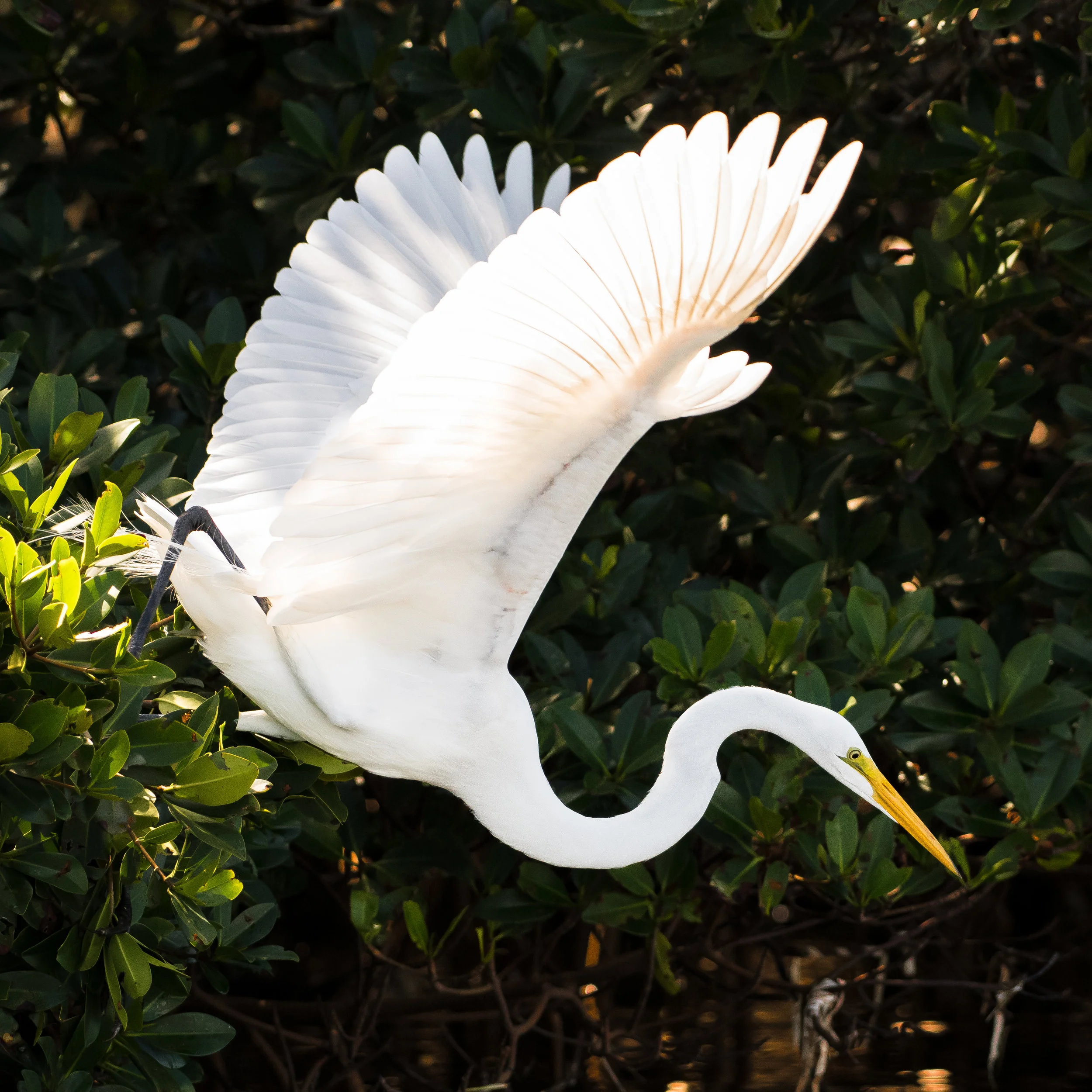 Great Egret Strike-1.jpg