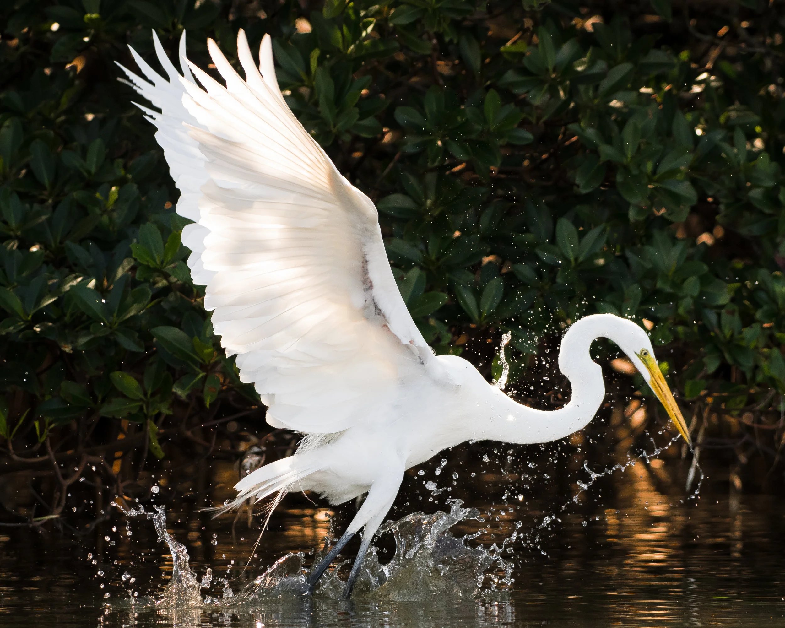 Great Egret Strike-2.jpg