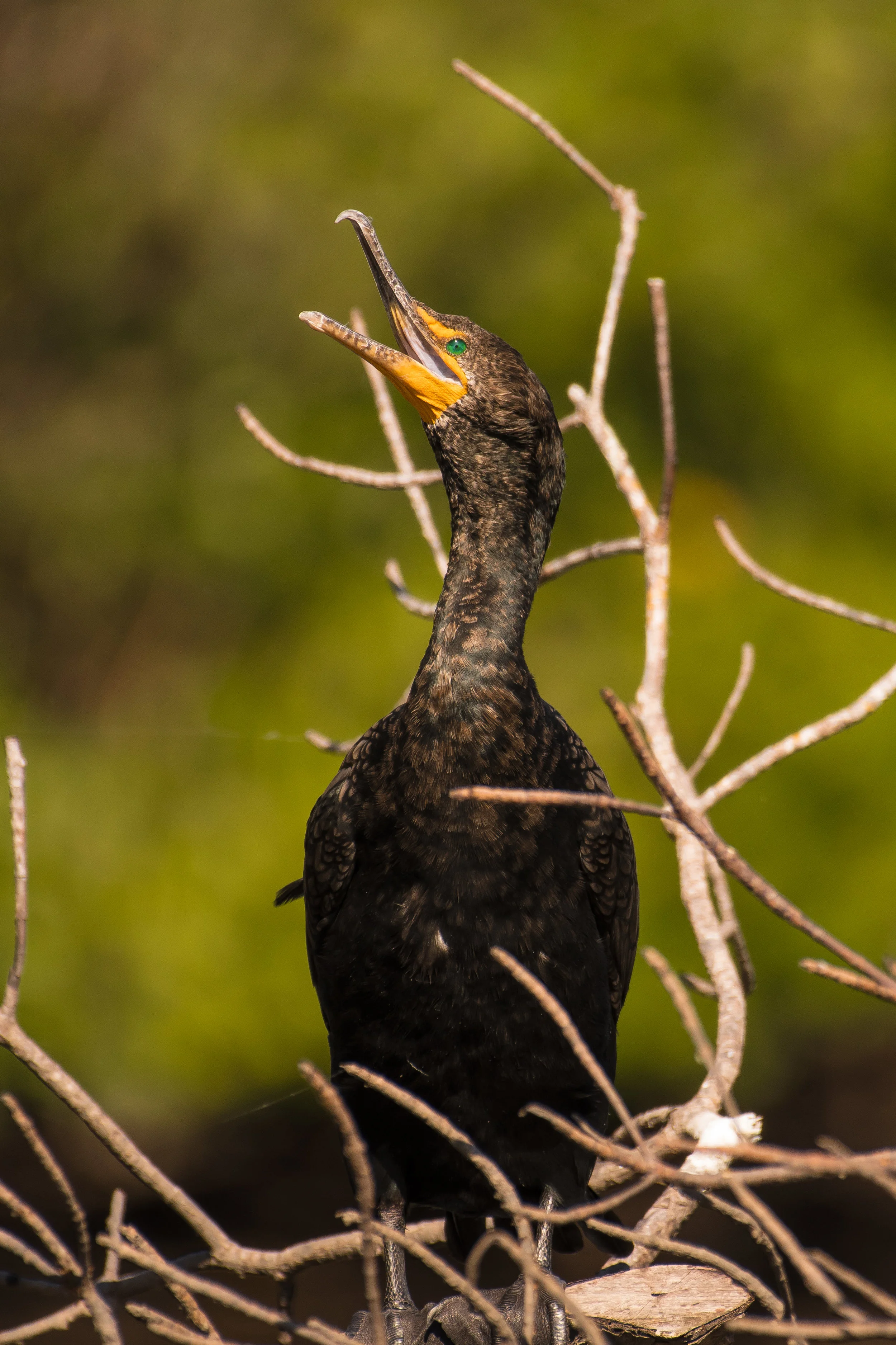 Double Crested Cormorant Beak Open-1.jpg