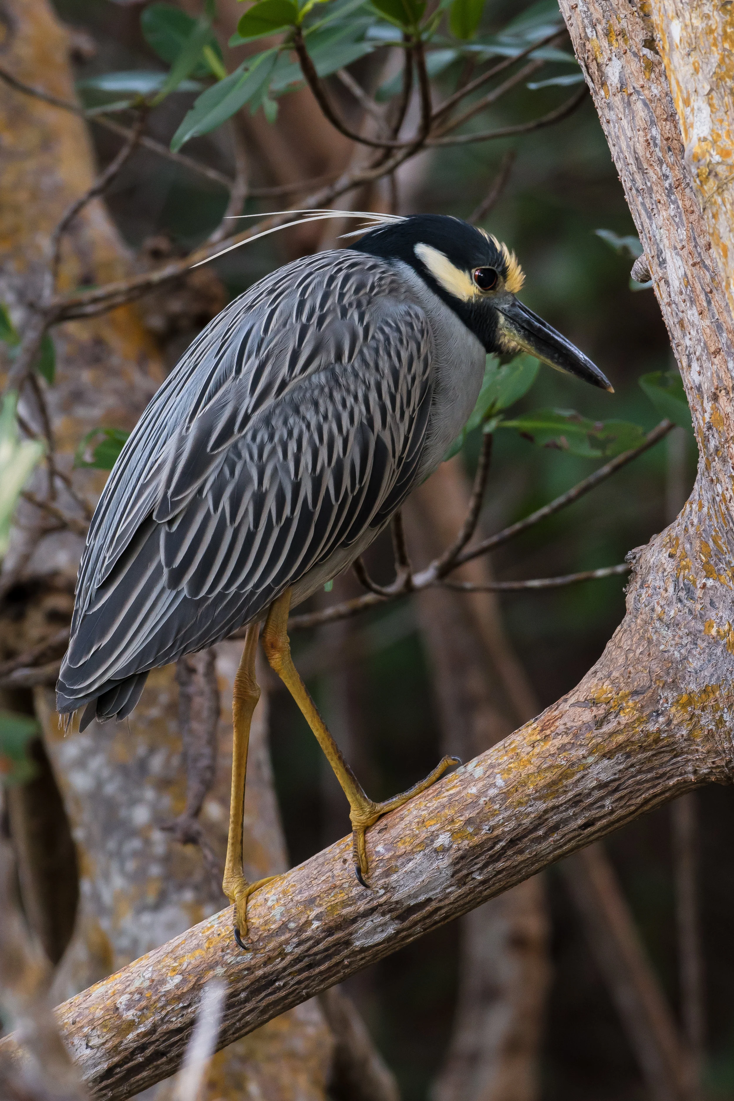 Yellow Crowned Night Heron Roosting-1.jpg