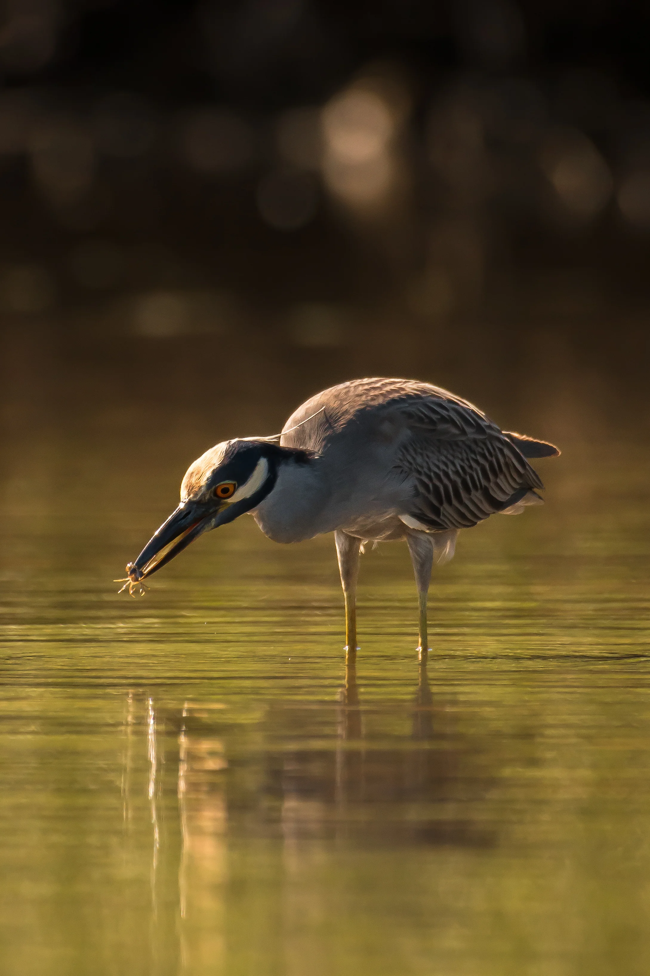 Yellow Crowned Night Heron Eating Crab-1.jpg