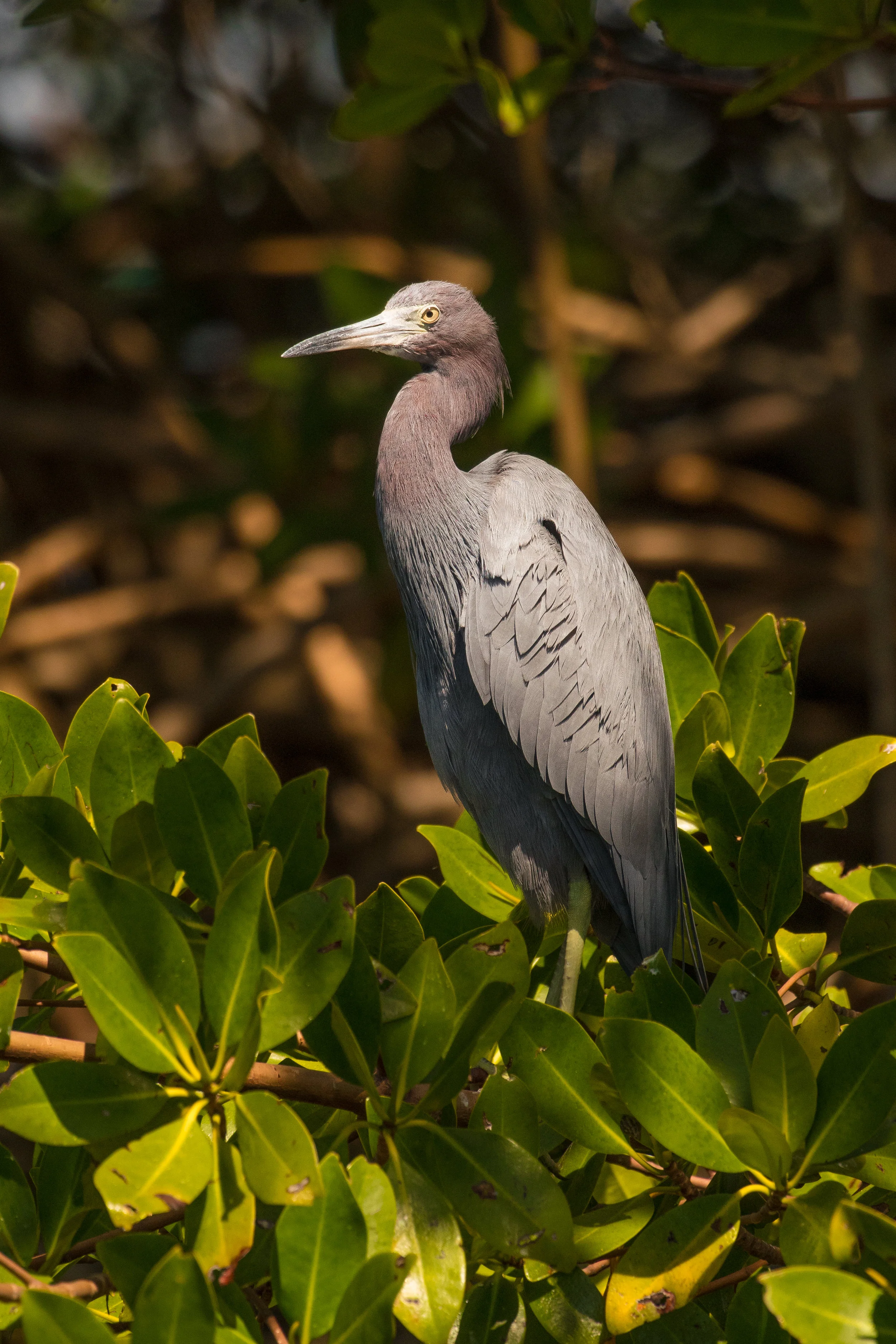 Little Blue Heron on Mangrove-1.jpg