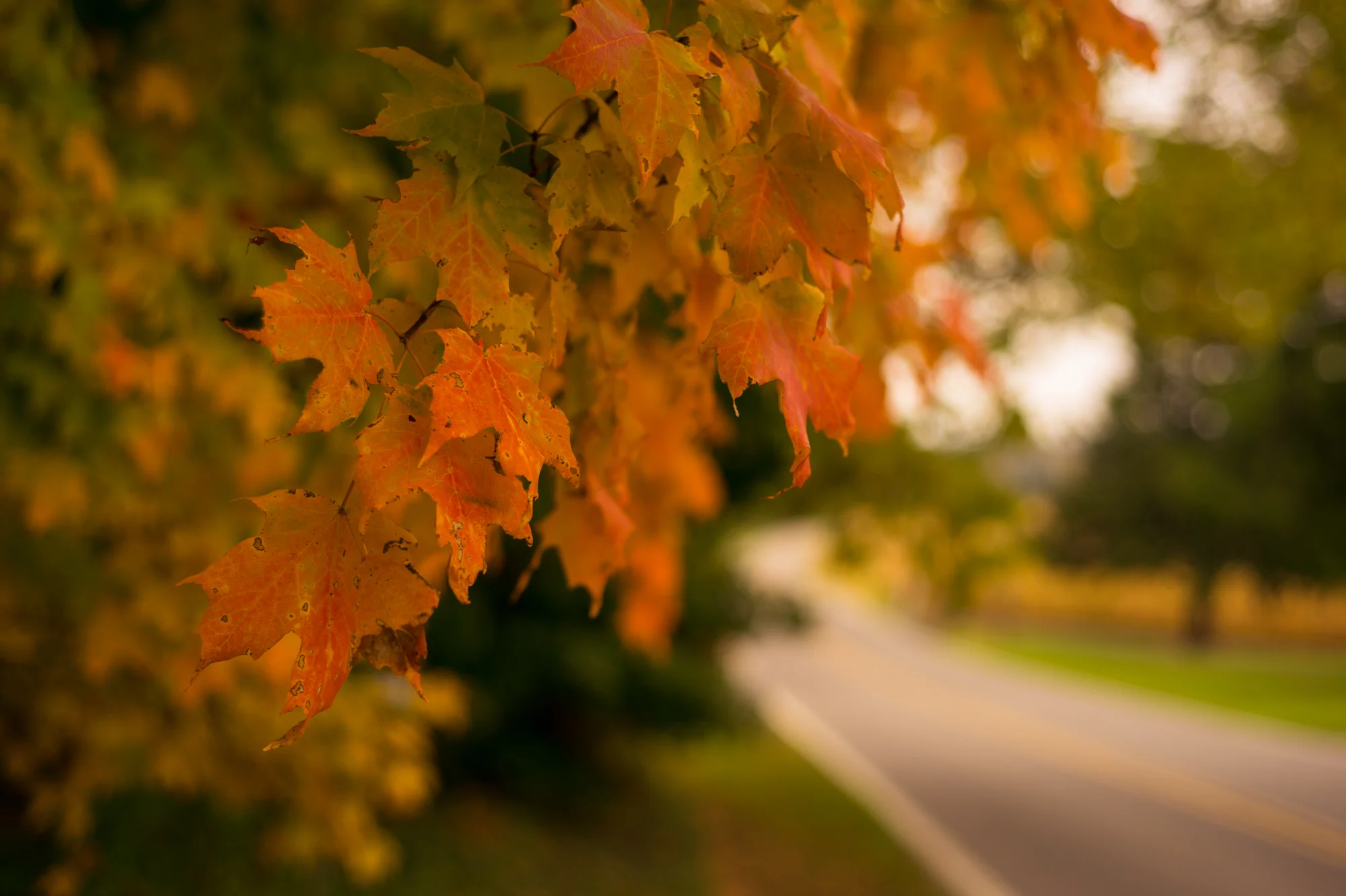 Autumn Along Falling Waters Road