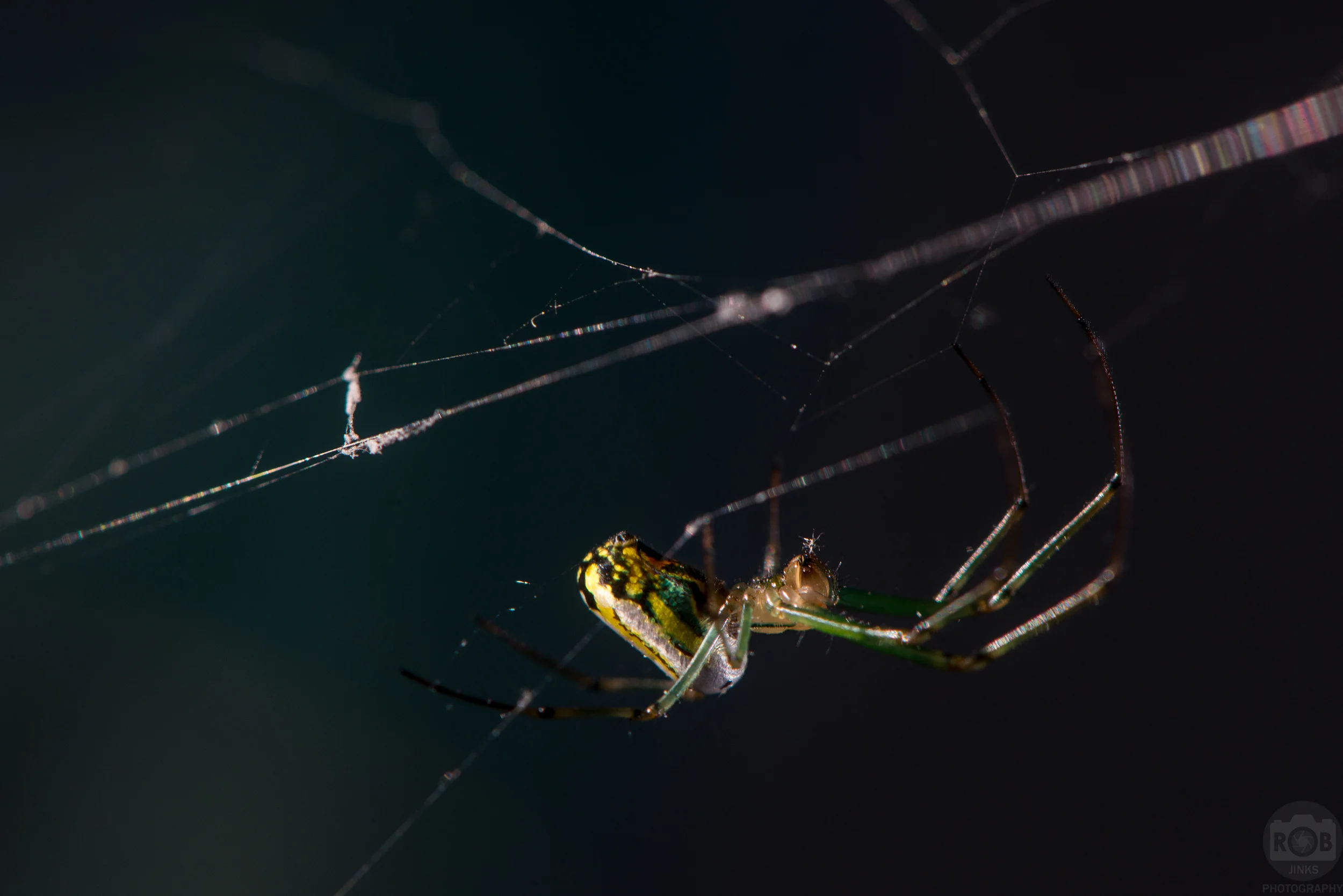 6 Tips For Macro Photography With Any Camera