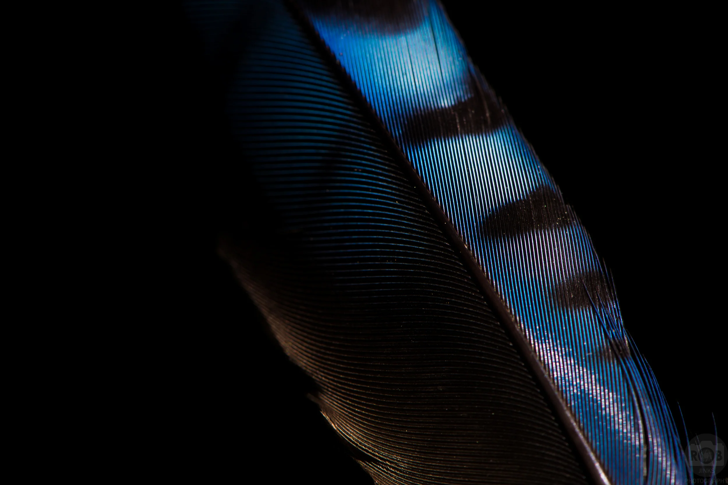 Feathers, ants, spiders, Oh my!