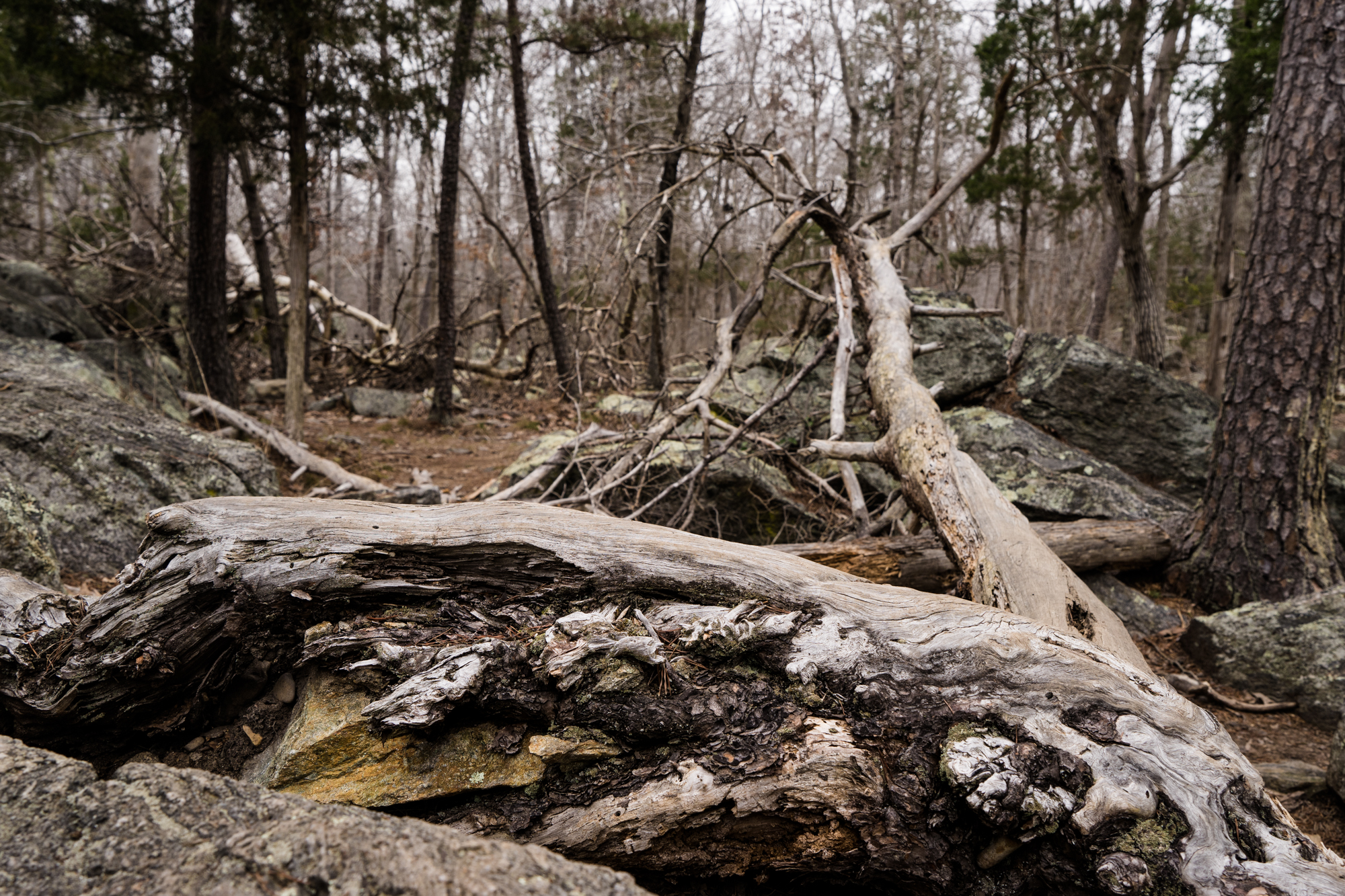  We came across many downed trees along the Billy Goat trail, some likely from the recent flooding. These particular trees were high above the water lines, full of interesting textures and lines. 