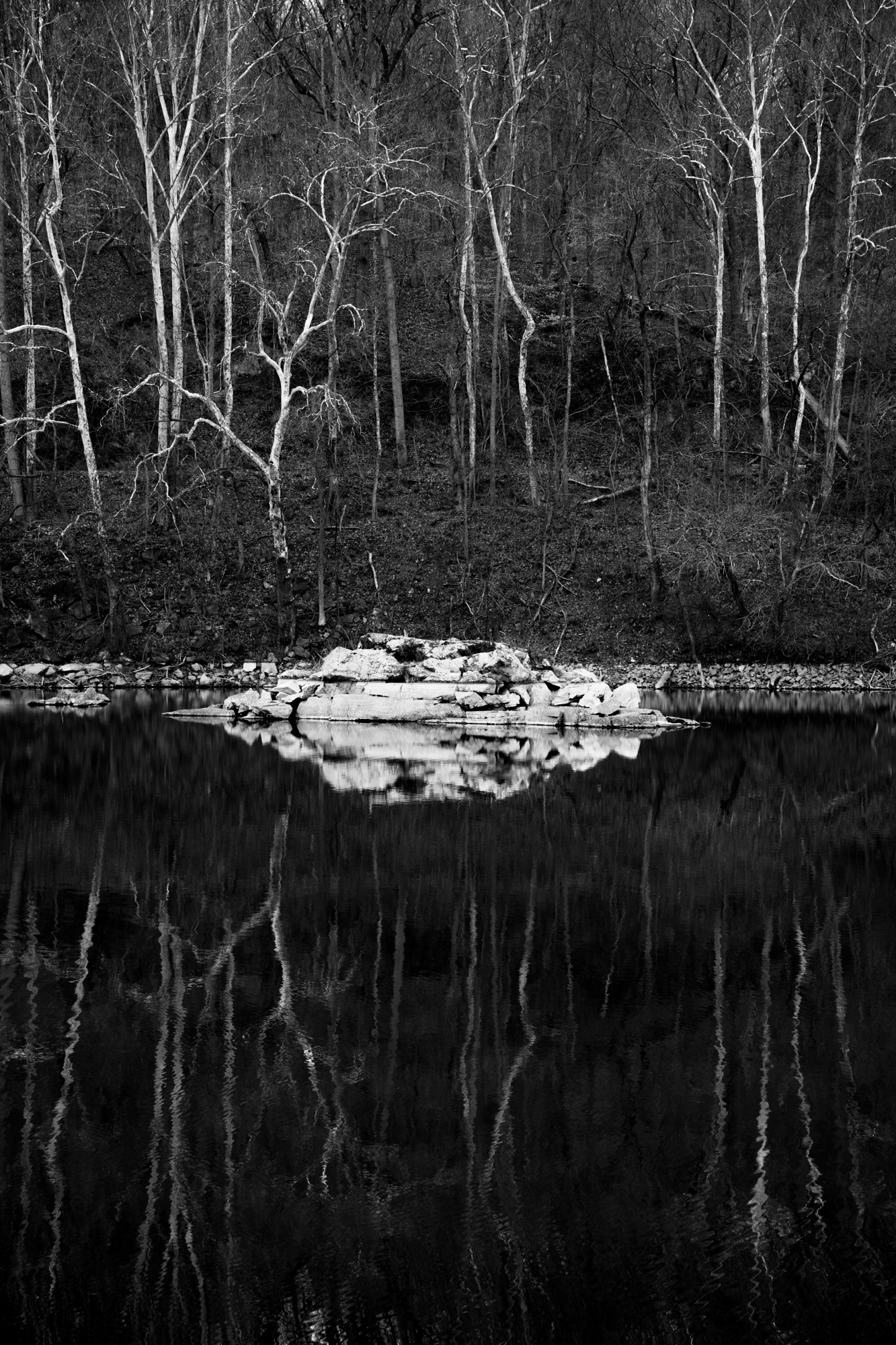  Water in the C&amp;O Canal was very still, giving perfect reflections of the bright yet bare tree trunks across the canal. 