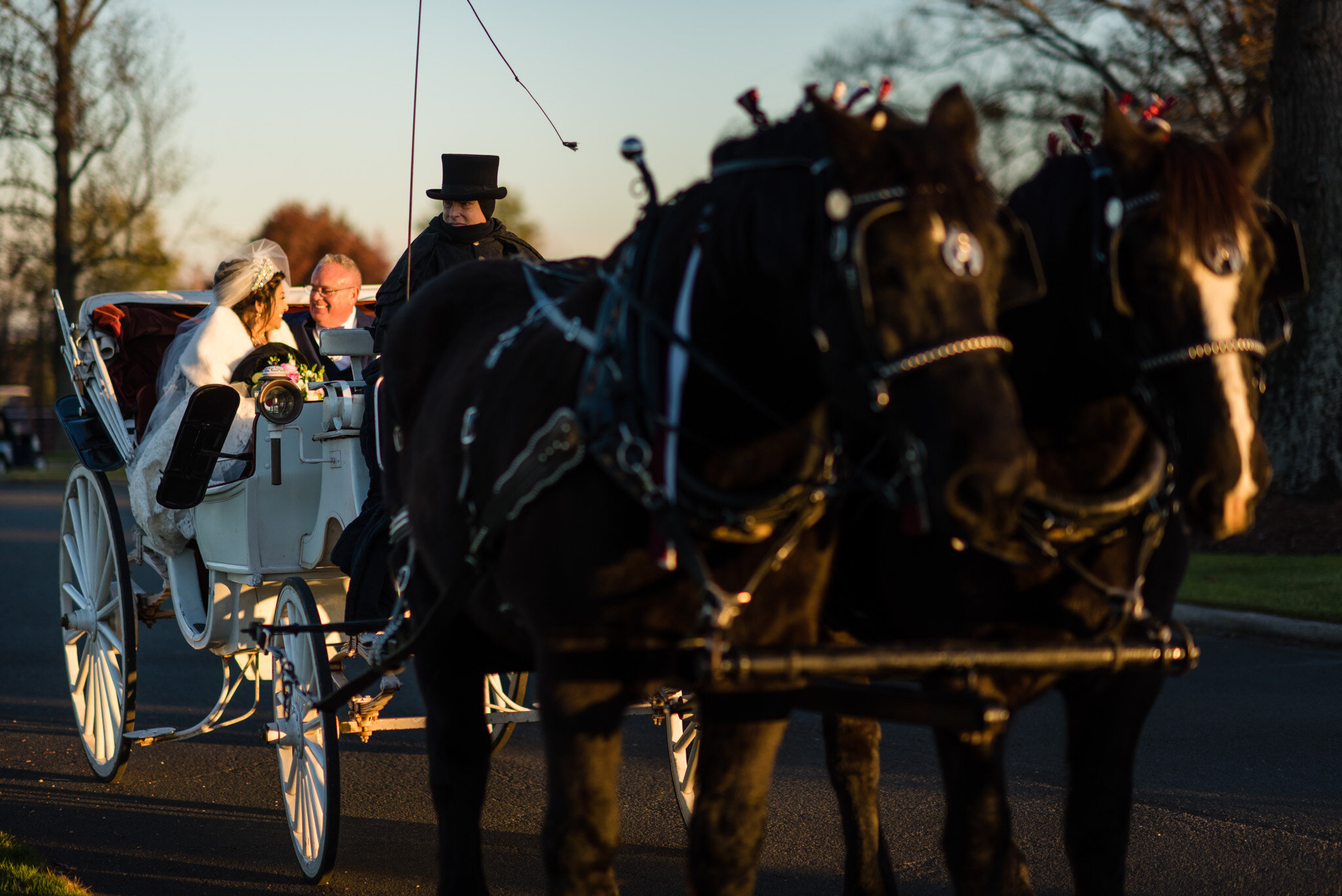 Horse drawn wedding carriage in Northern Virginia