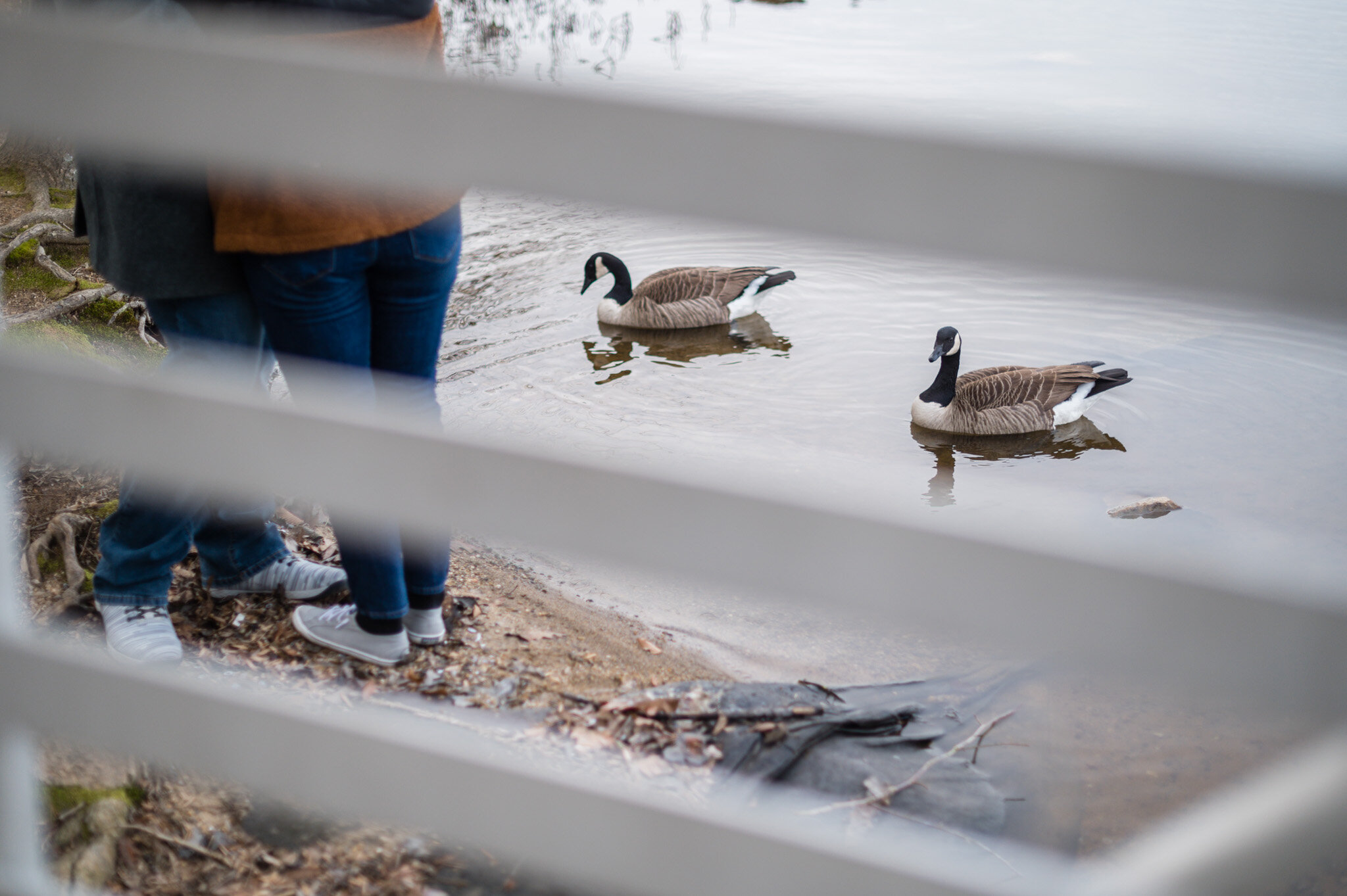 Canada geese join the engagement session at Burke Lake