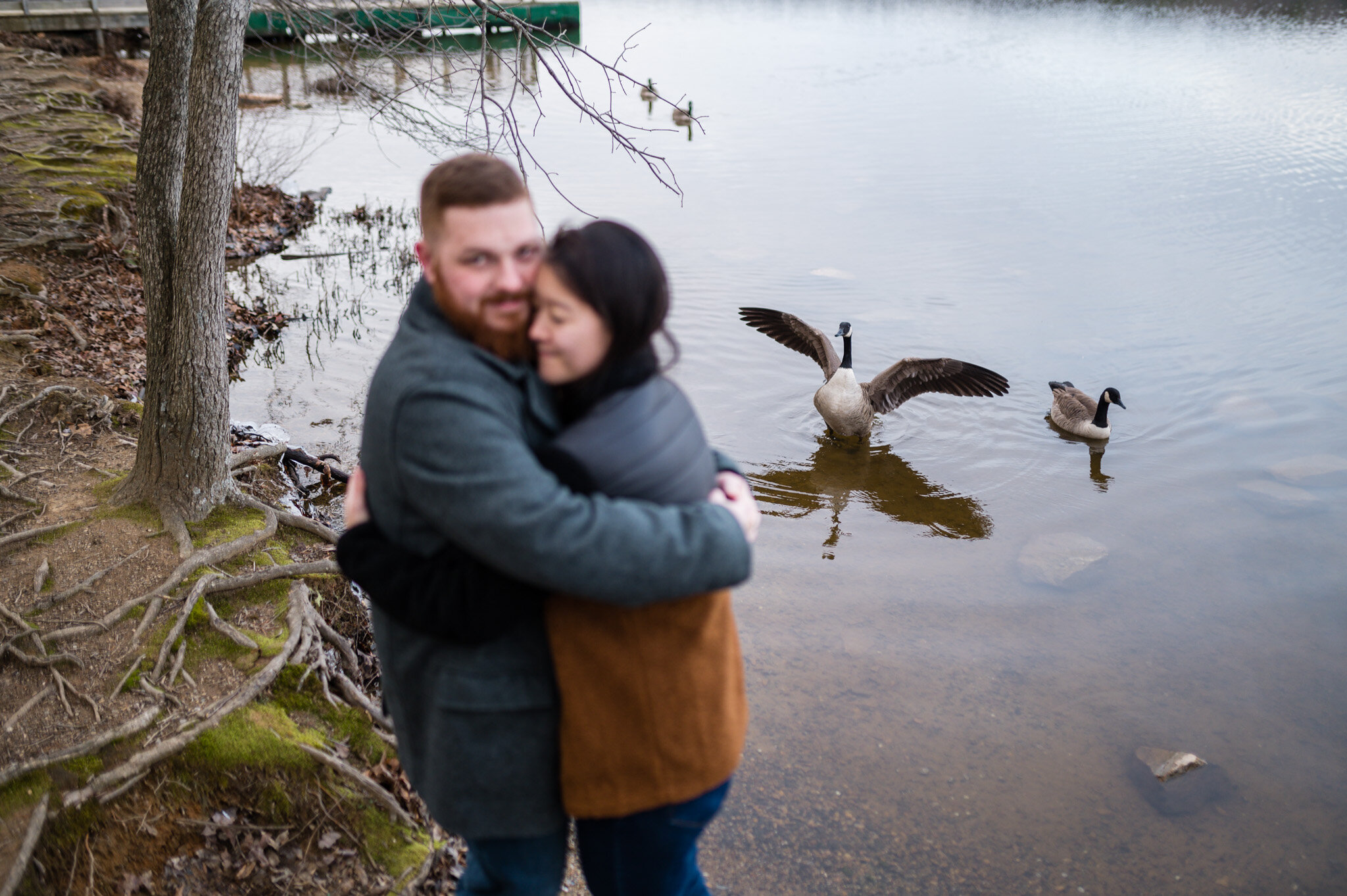 A Canada goose spreads is wings during an engagement session at Burke Lake.