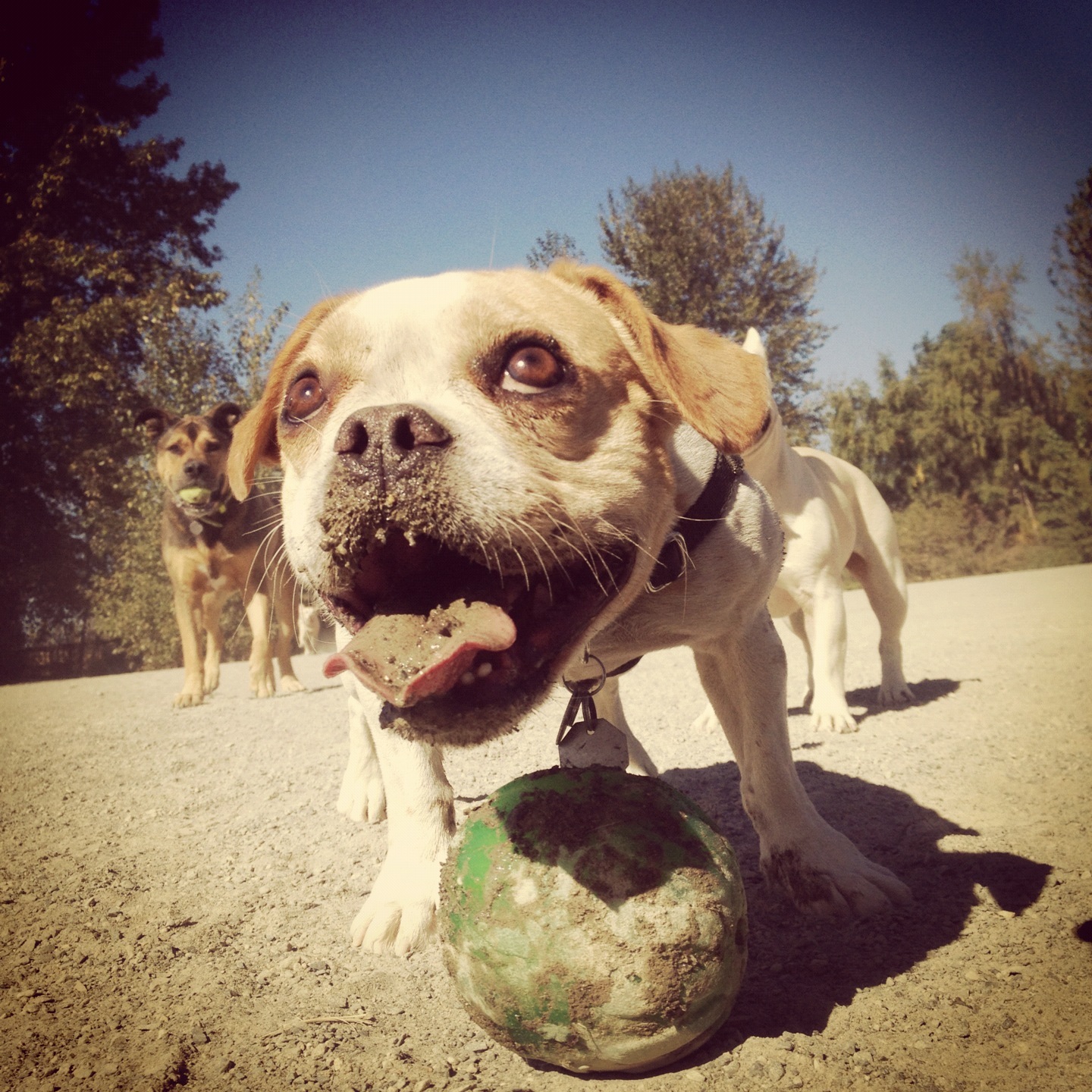 Fletcher at the dog park.JPG