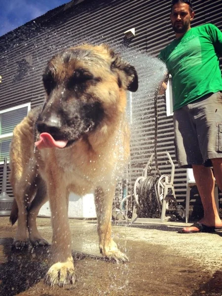Kaiser getting a nice cold bath in the summer heat 