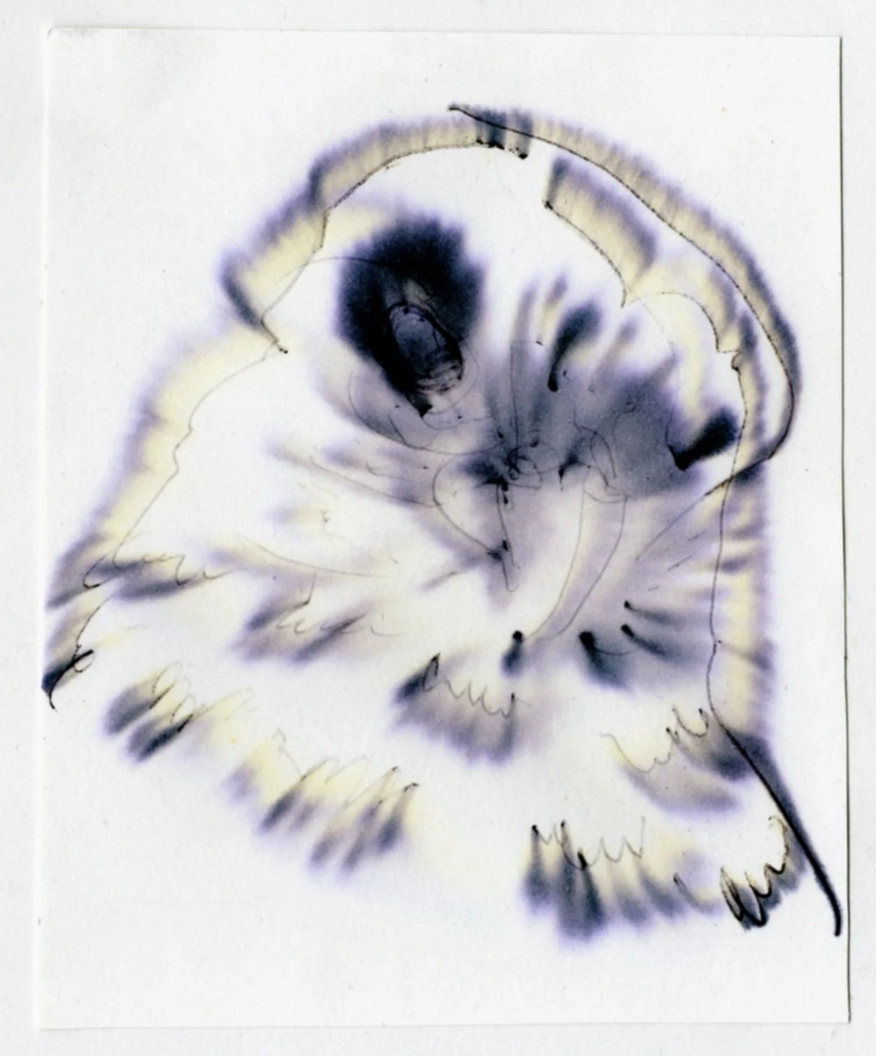 ANAXIMANDER: Birdland