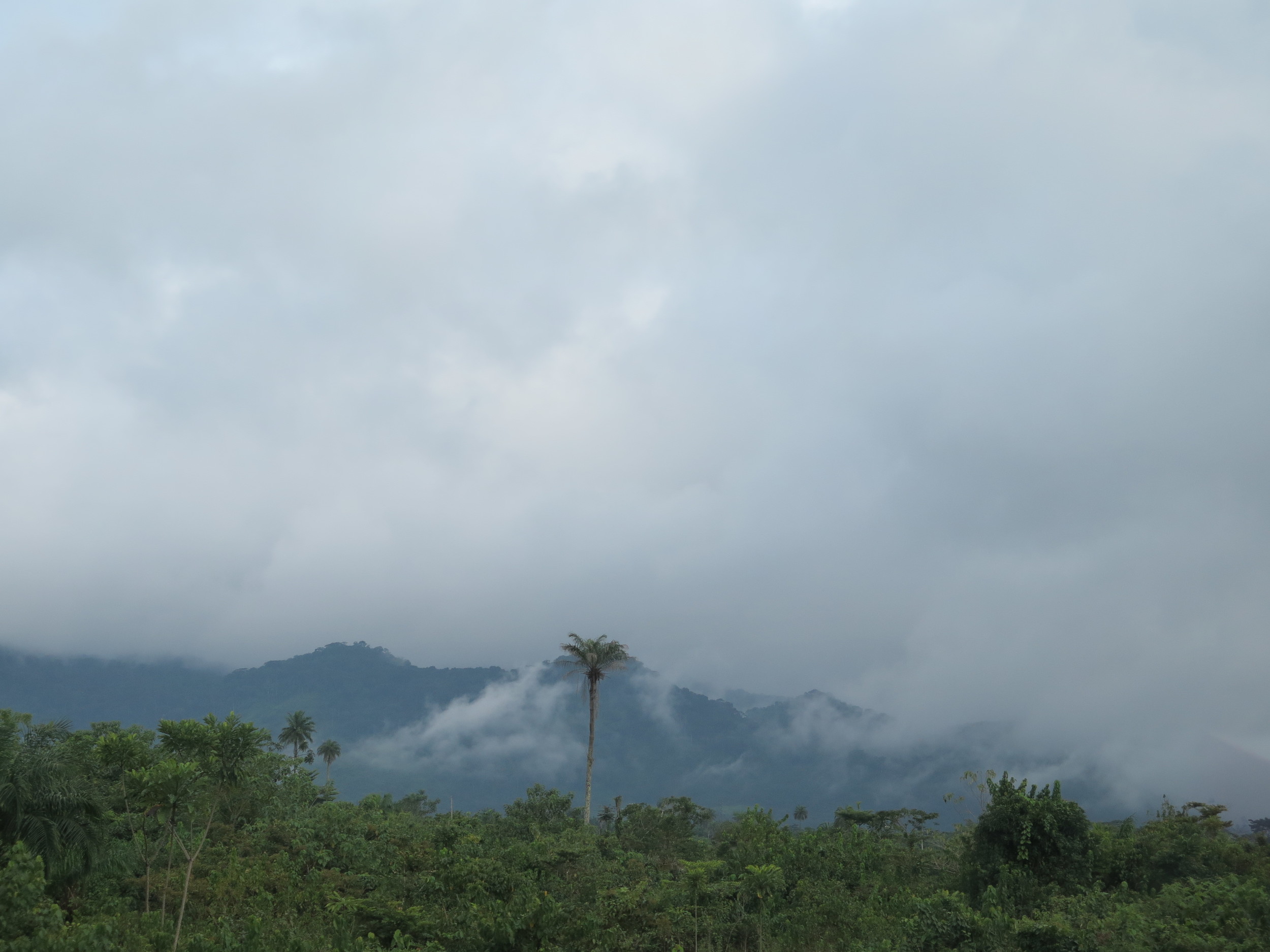 IMG_0696 Layers of nature, cloud and palm teee betwen Kenema & Kalihun.JPG