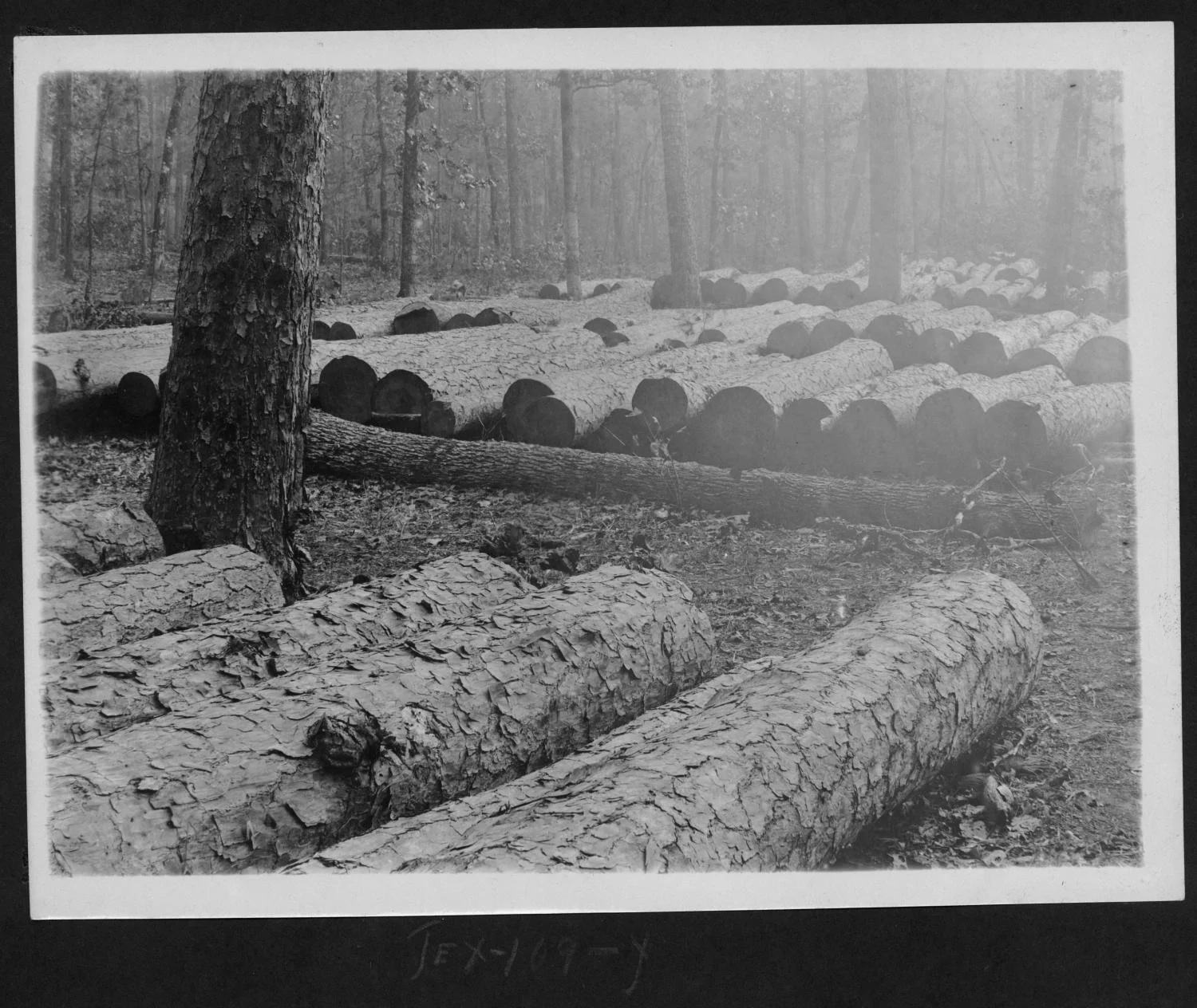 Tex109 Logs Piled Along Right of Way