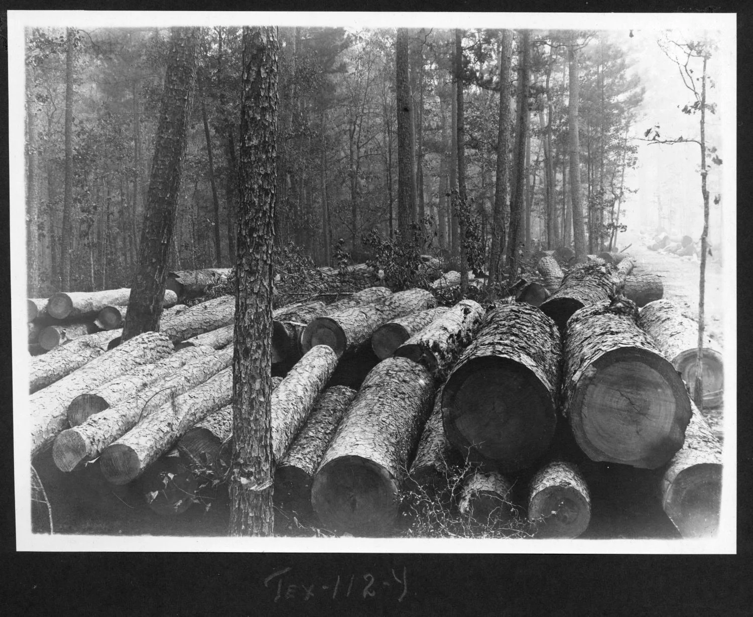 Tex112 Logs Along Right of Way