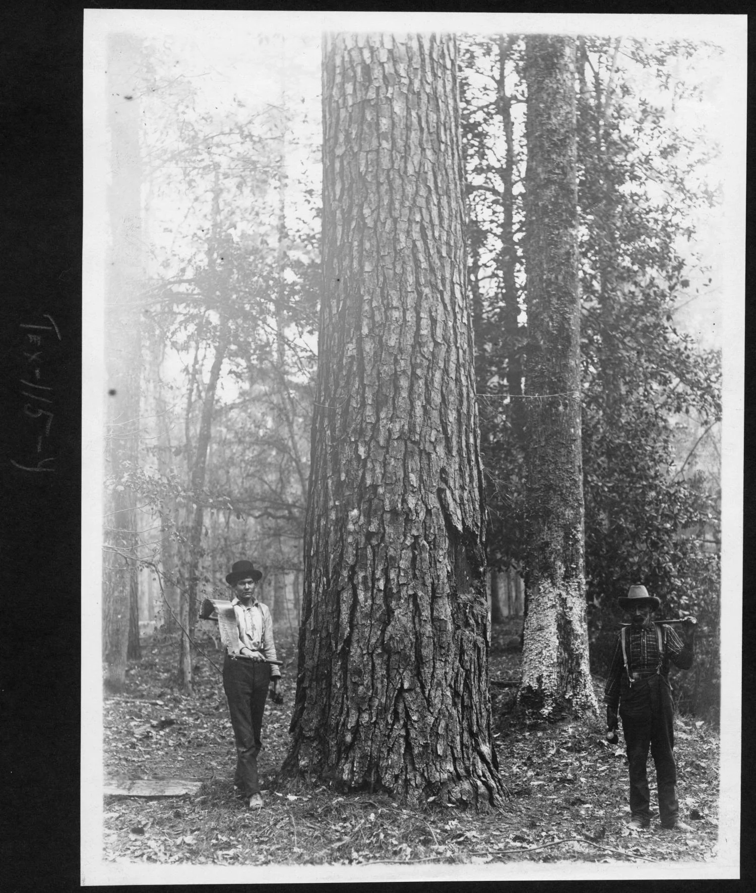 Tex115 large pine with sawyers 1903