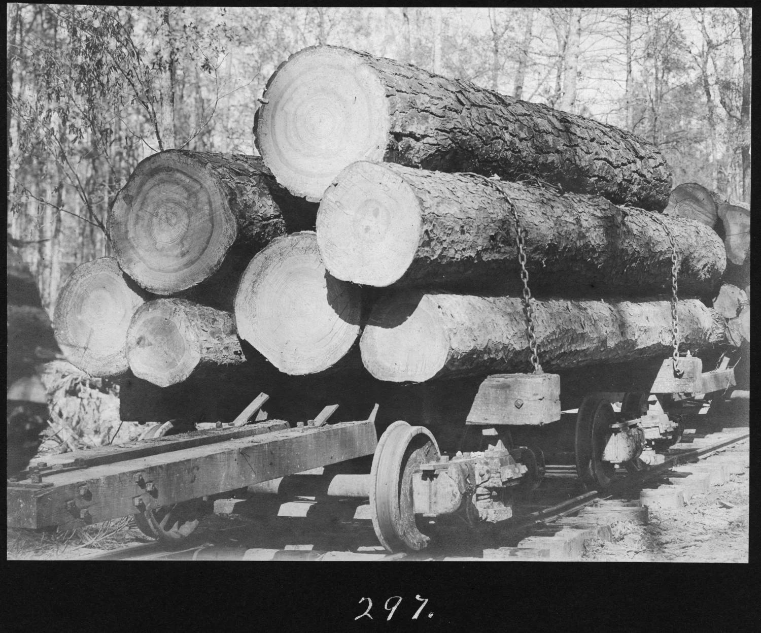 S. P. 297 Shortleaf Yellow Pine Logs